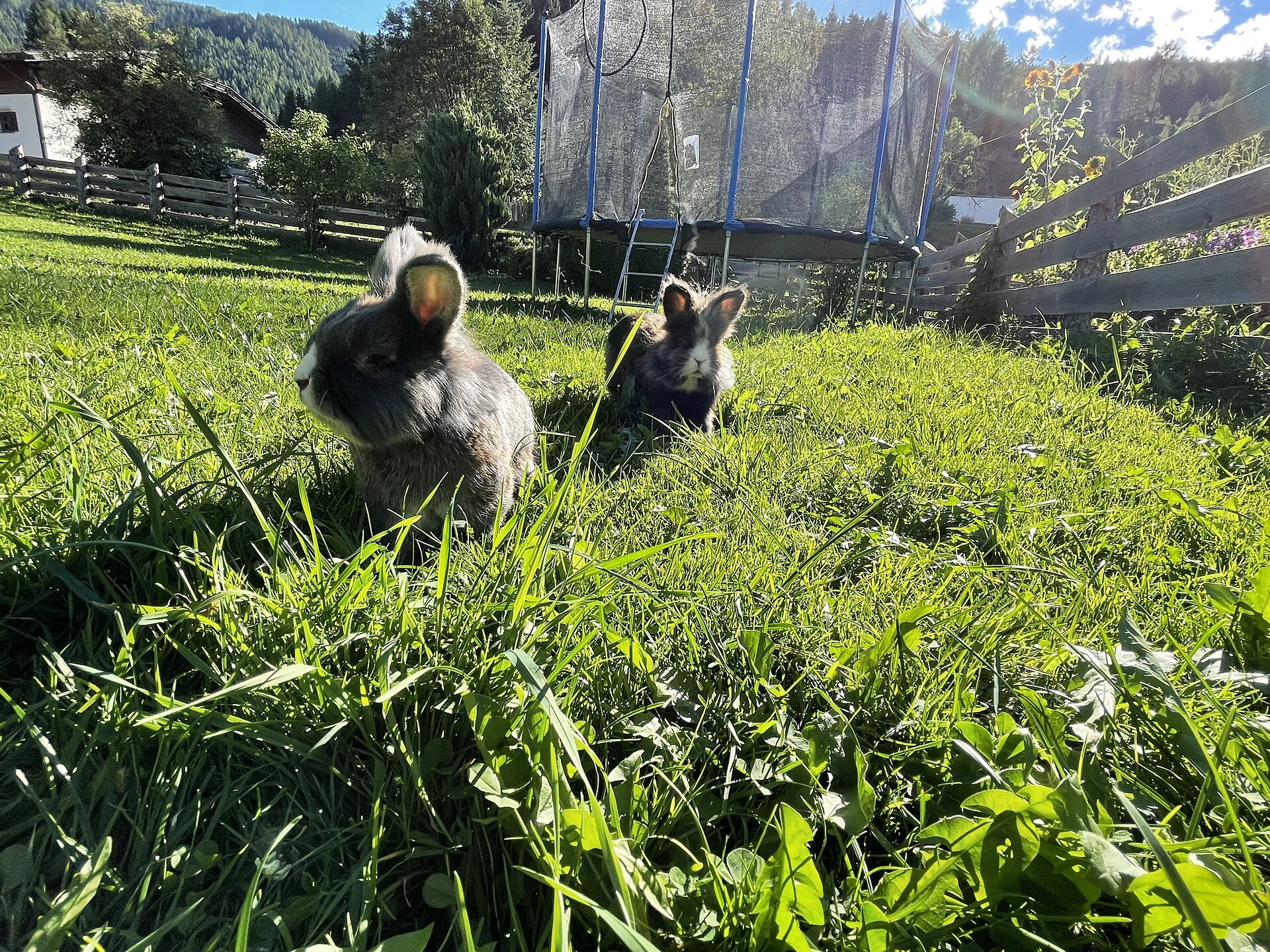 Felix e Schnuffel i nostri conigli