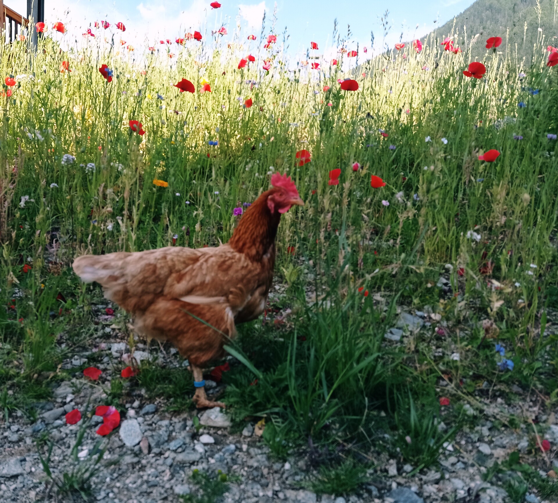 Galline