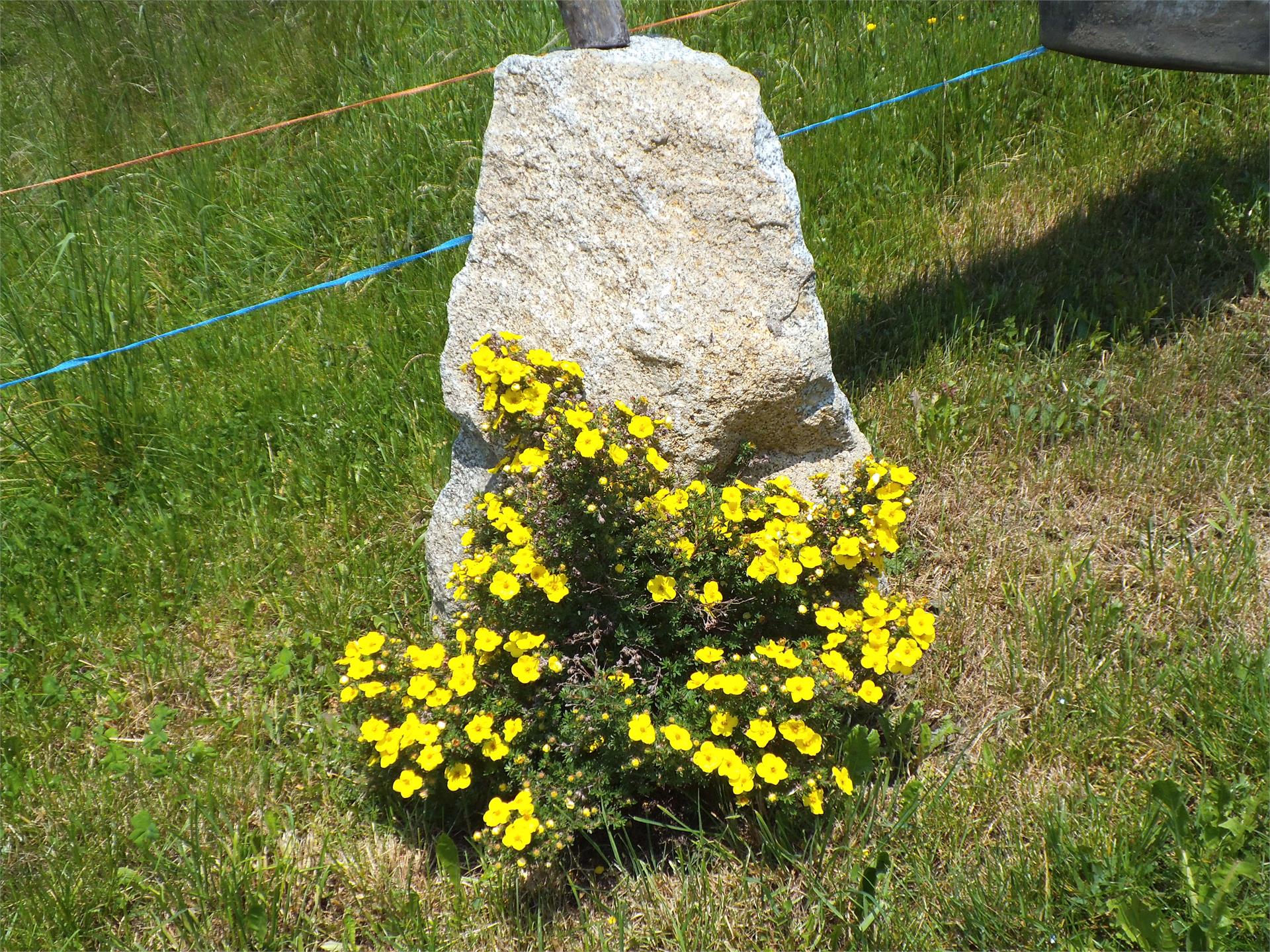 Steierhof Feldthurns/Velturno 15 suedtirol.info
