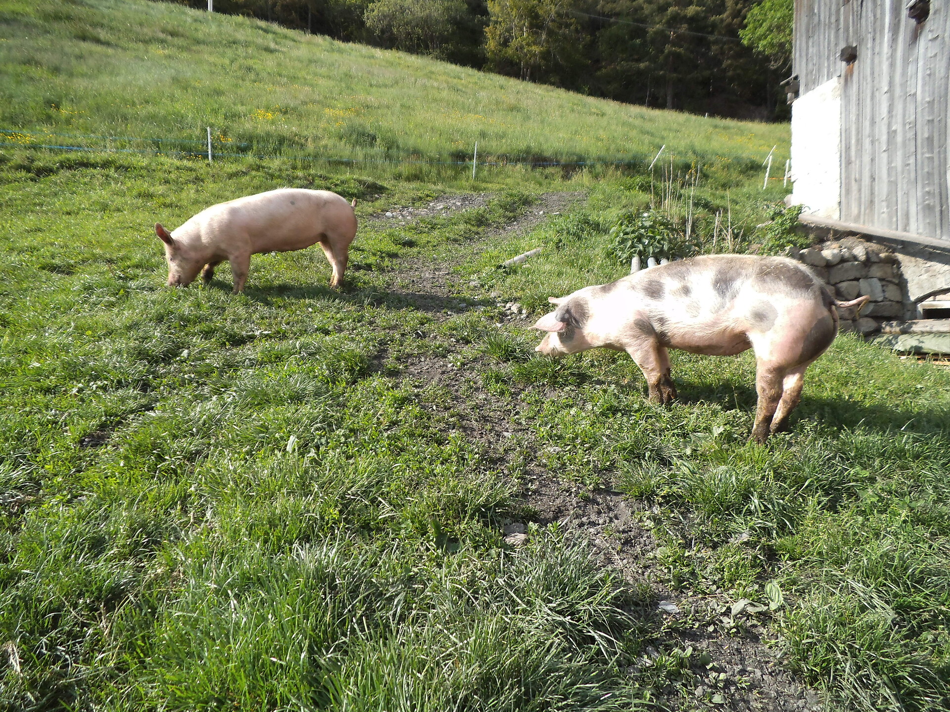 Schweine