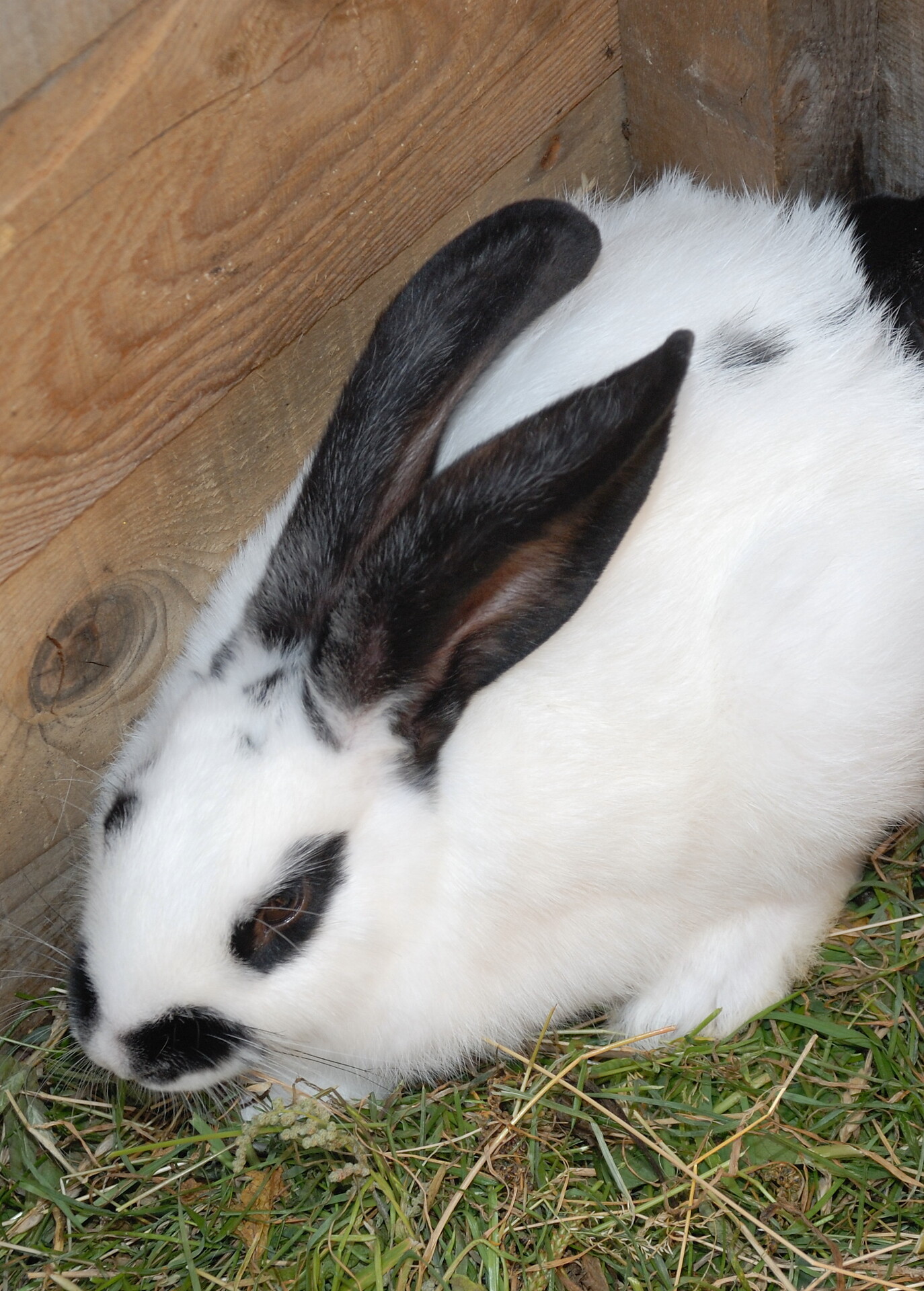 Hase