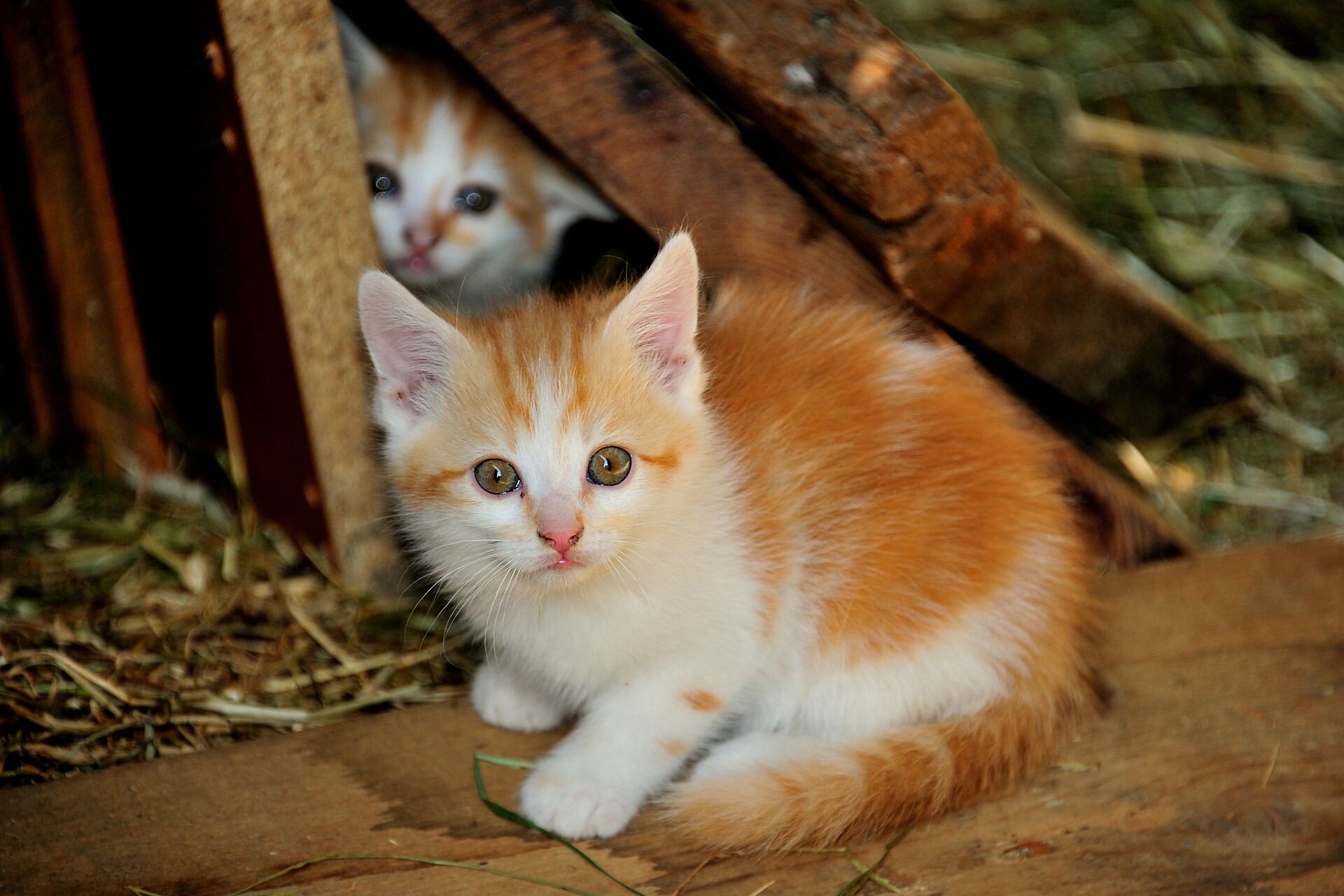 Katzen