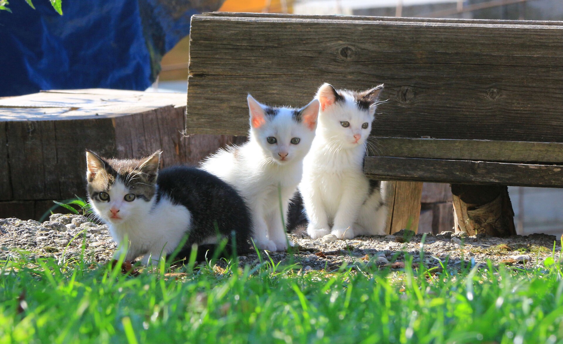 Katzenbabys