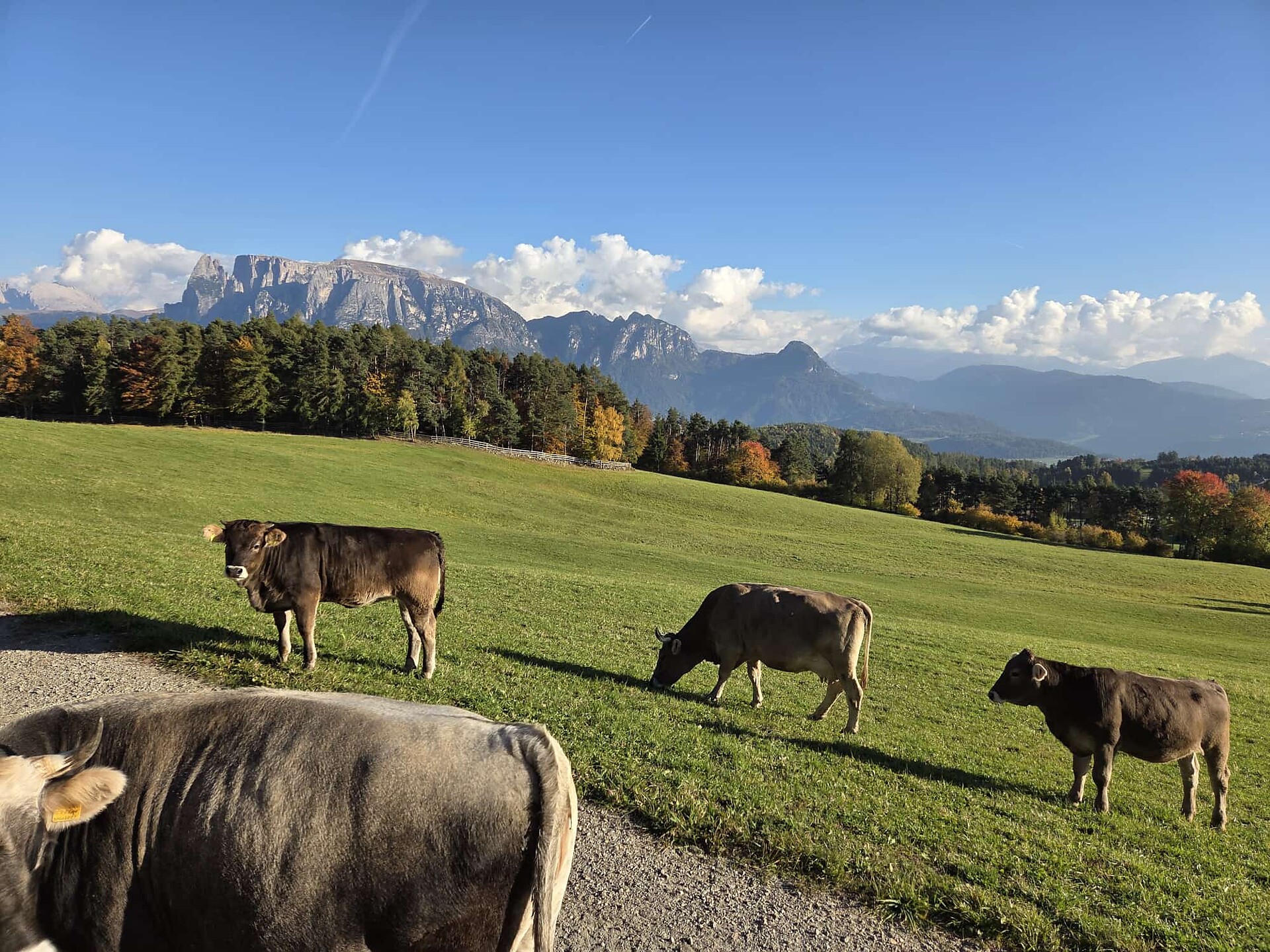 Schrofhof - Bozen und Umgebung - #20 - suedtirol.info