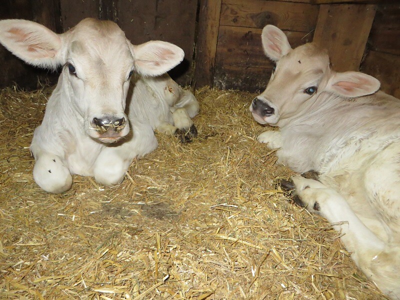 Zwillinge im Stall