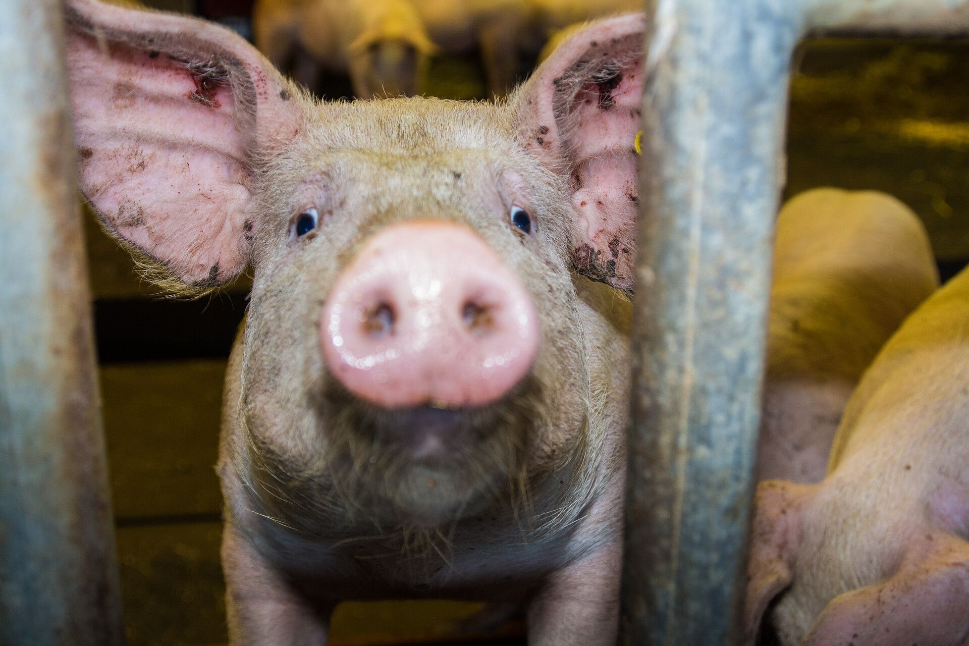 Unsere Schweine