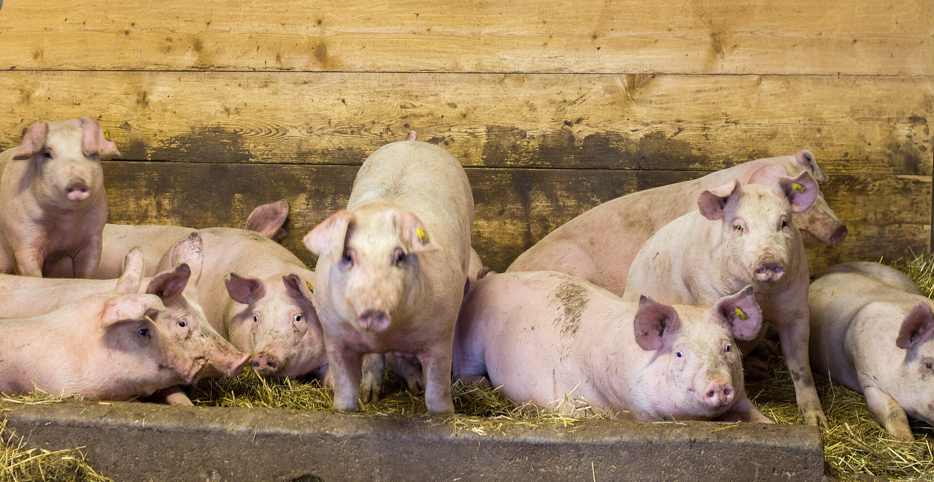 Unsere Schweine