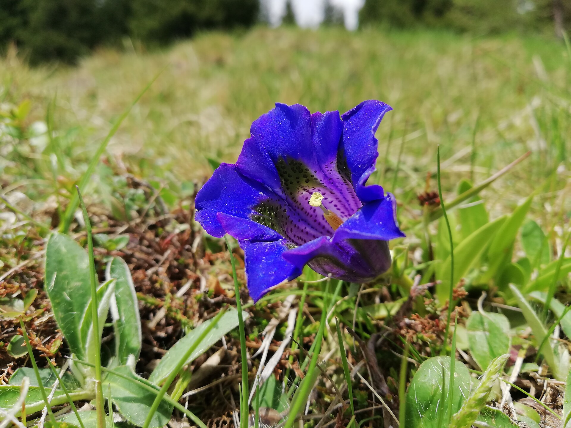 Fiore di genziana