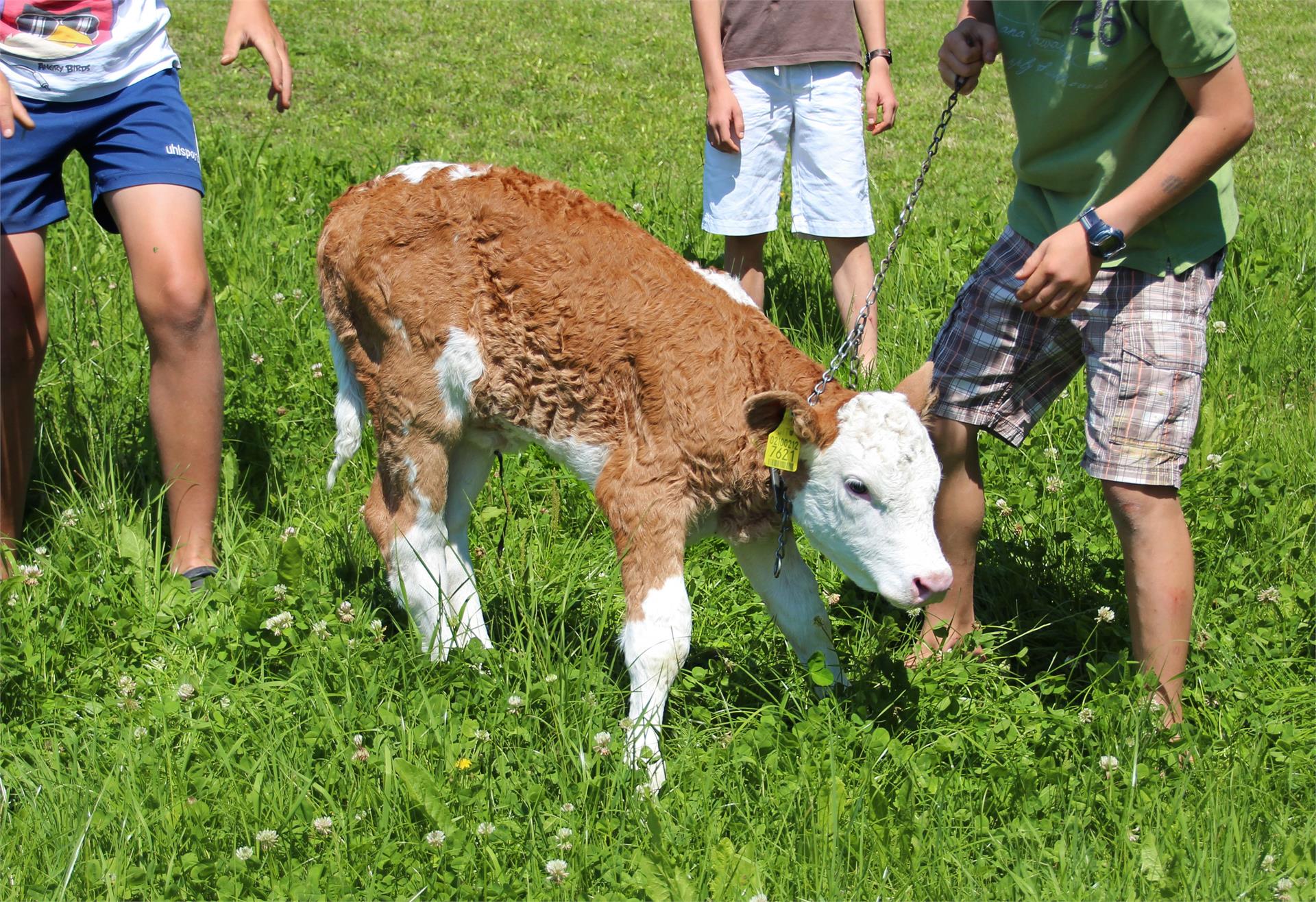 Schmözlhof Welsberg-Taisten 28 suedtirol.info