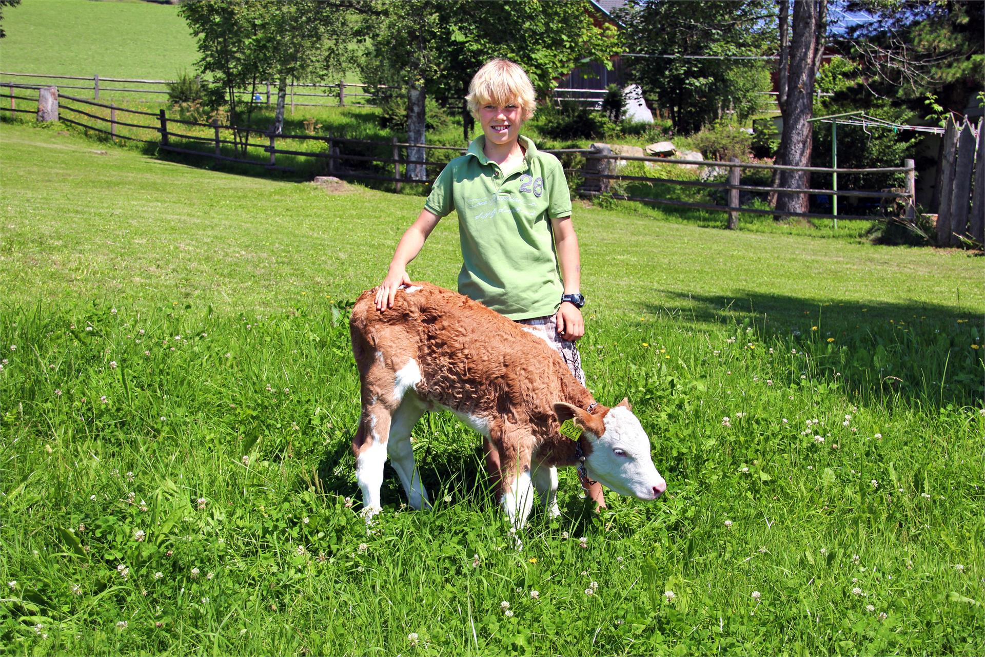Schmözlhof Welsberg-Taisten 31 suedtirol.info