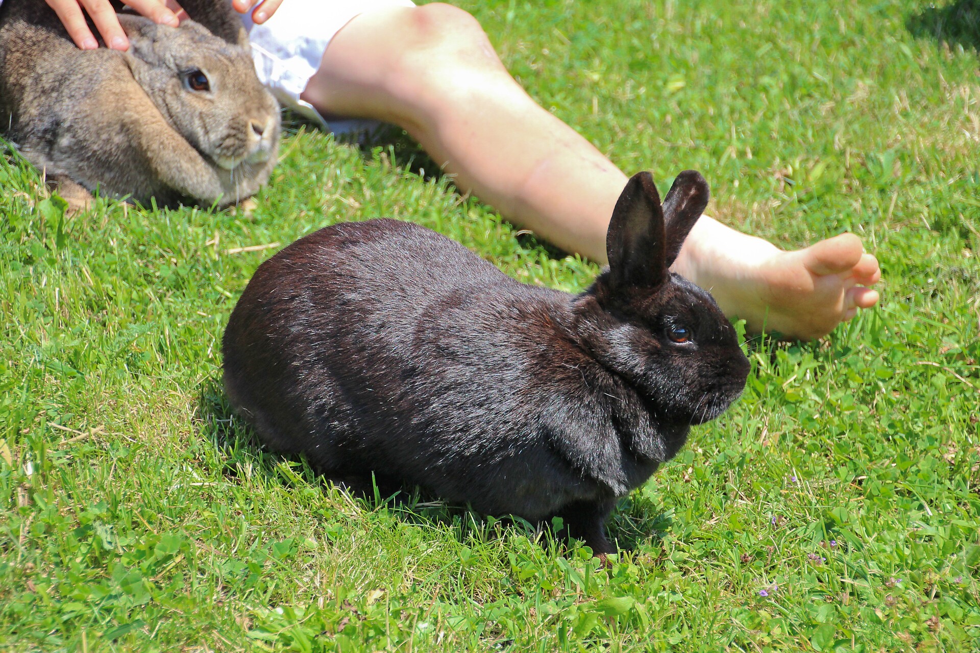 Unsere Hasen