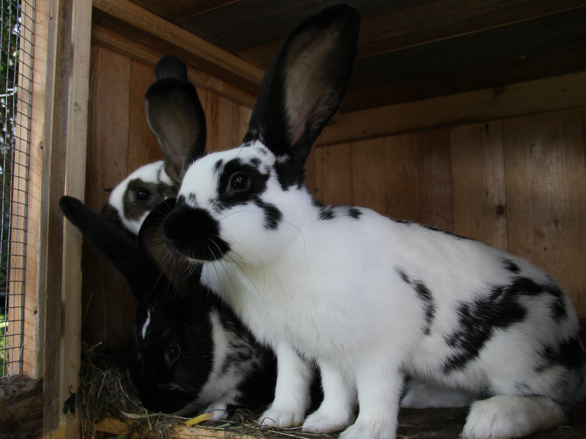 Rabbits