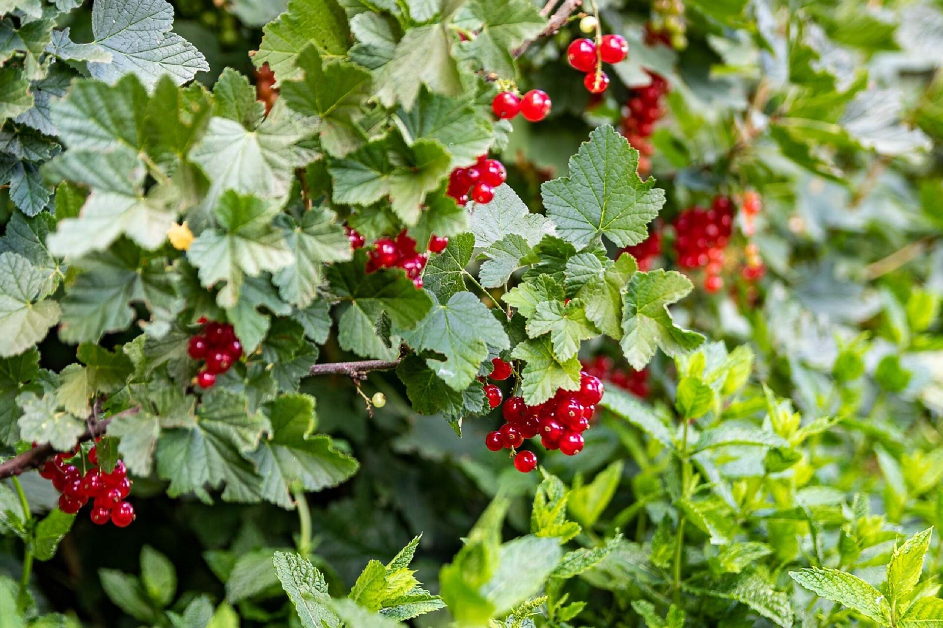 Beeren