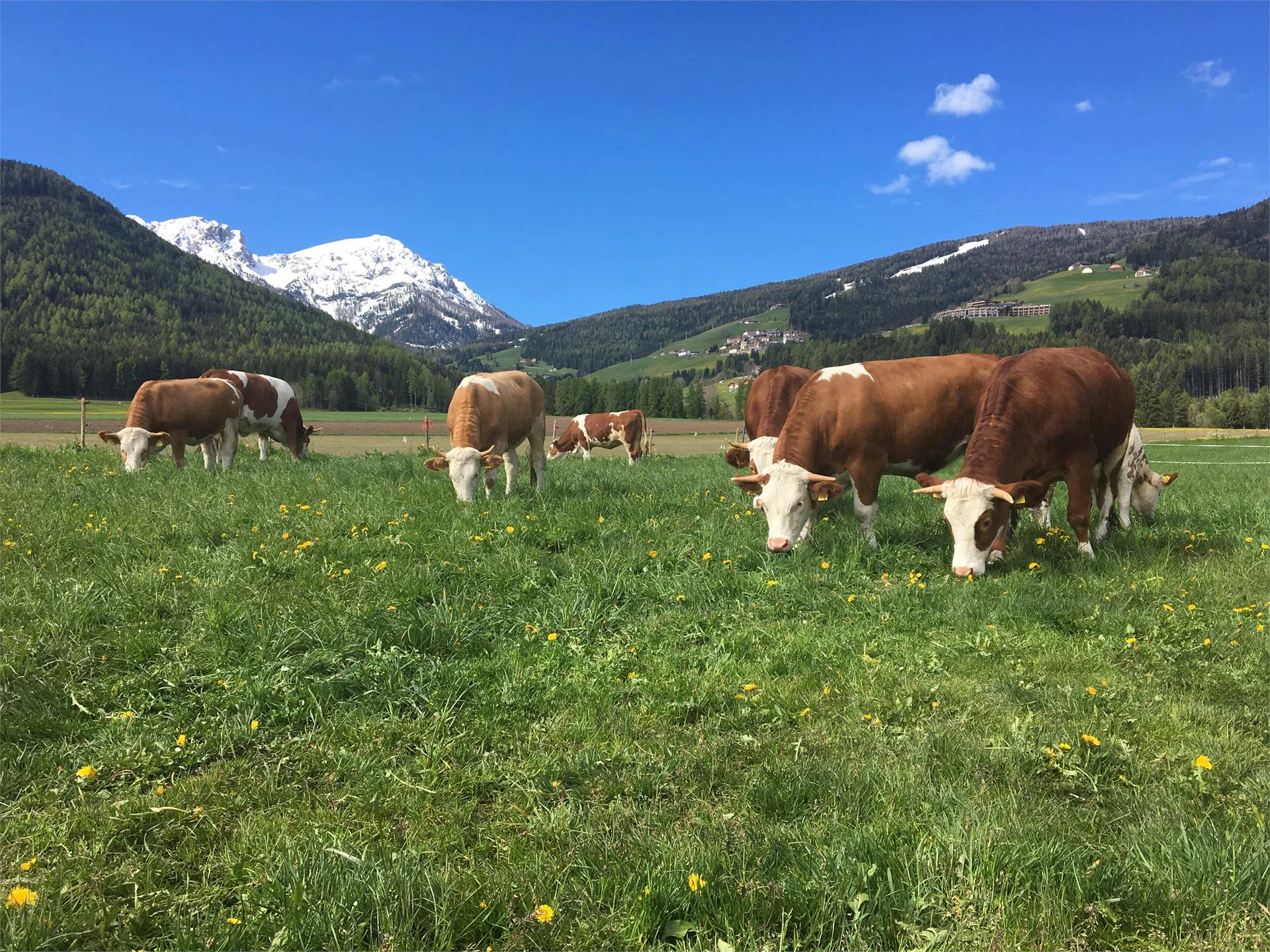 Schöneggerhof Olang/Valdaora 13 suedtirol.info