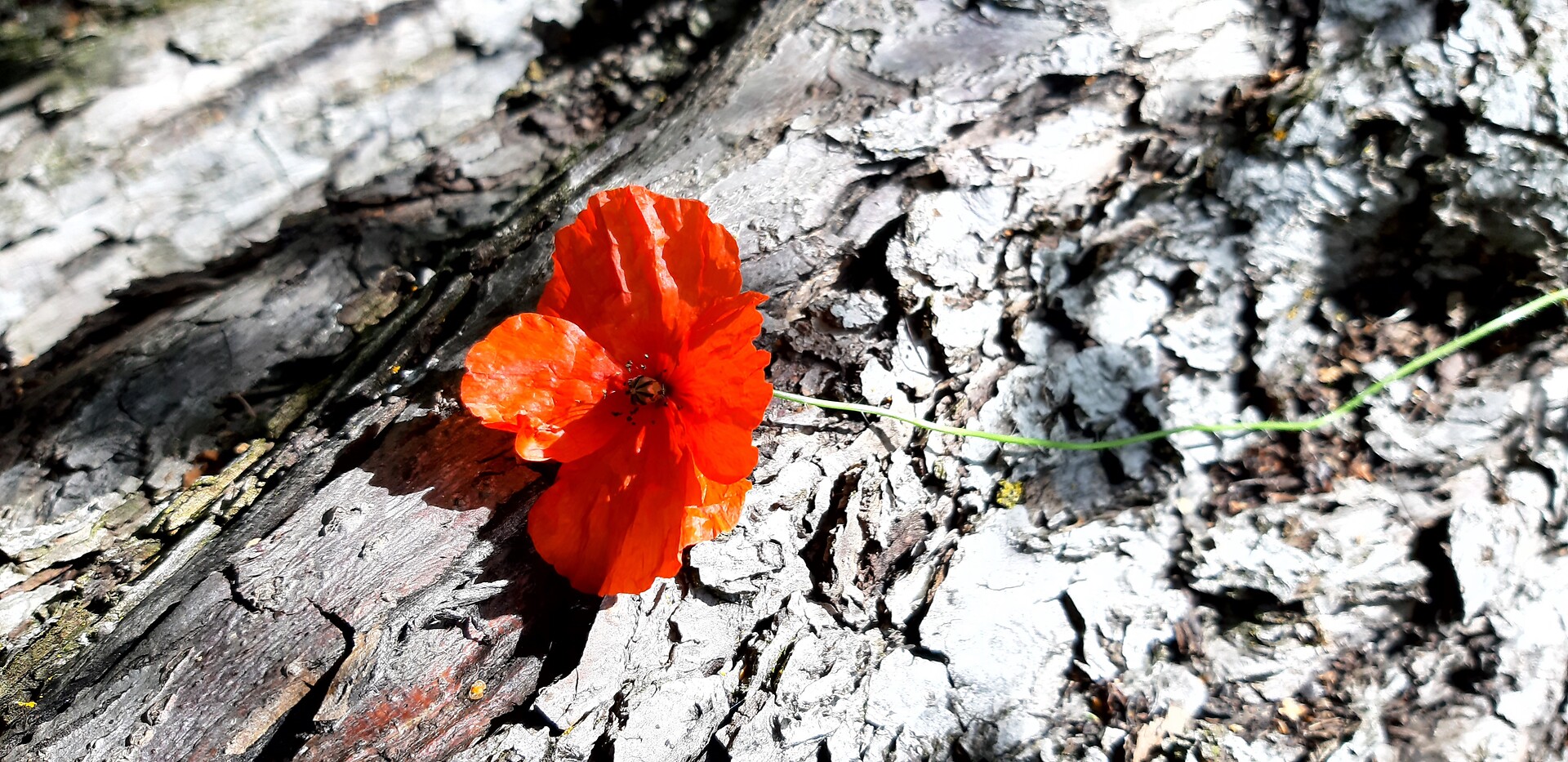 natura