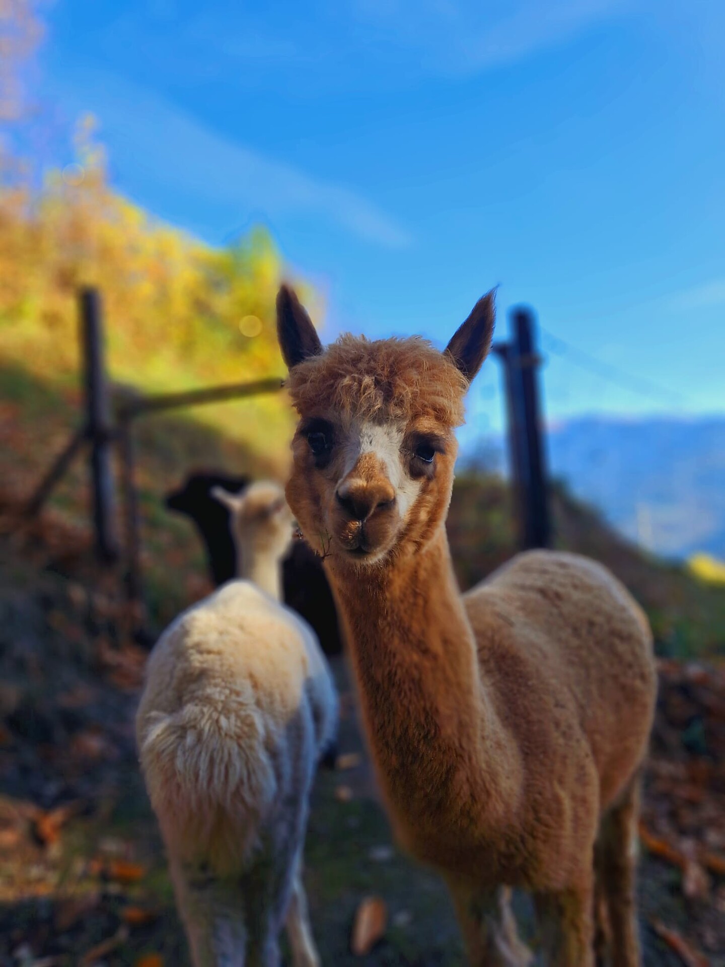 Alpaca