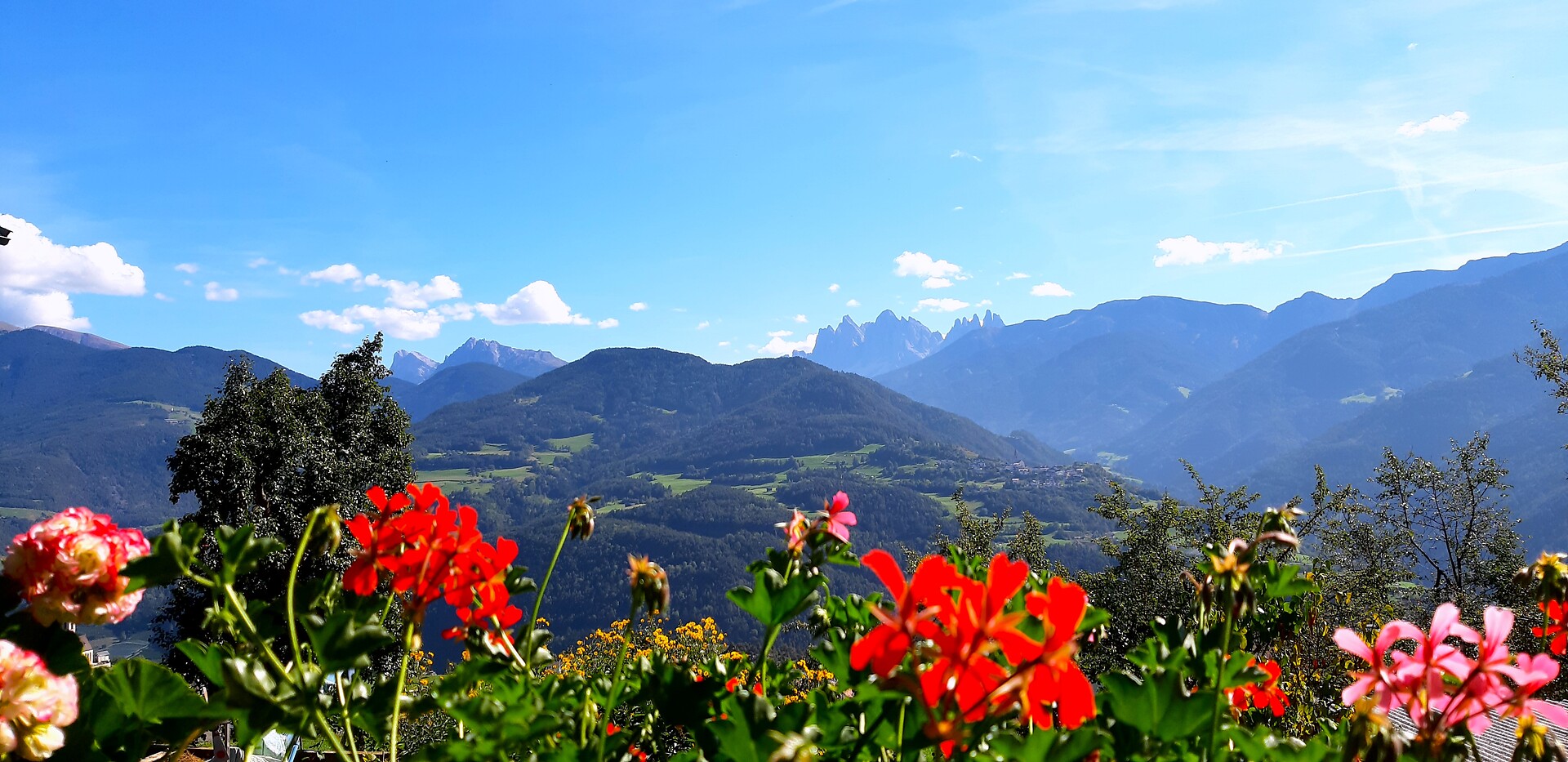 Vista