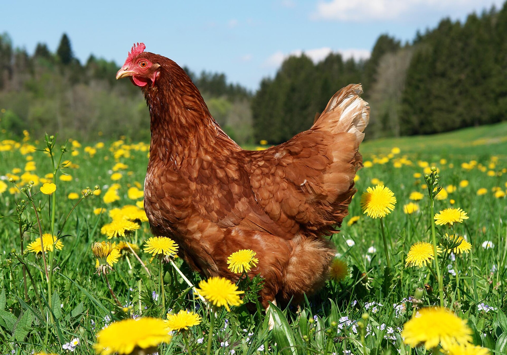 Gallina