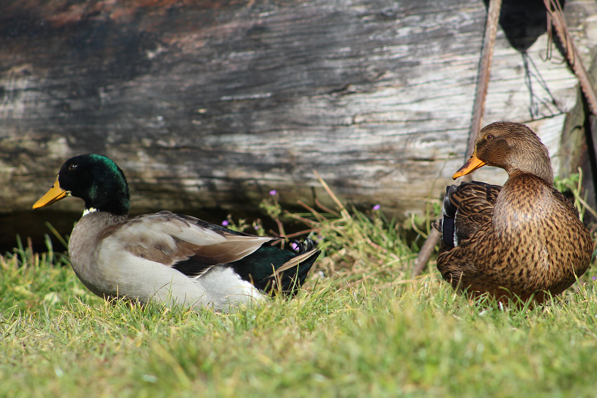 Le nostre anatre in giardino
