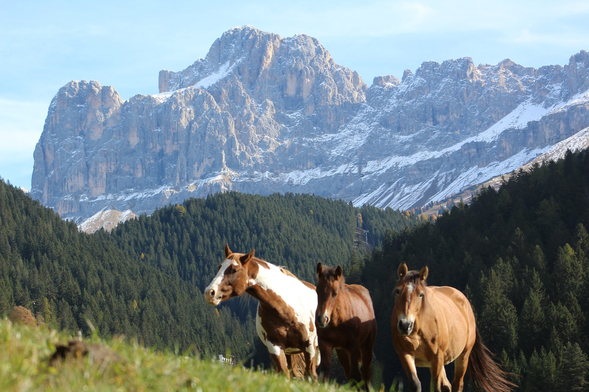 I nostri cavalli col catinaccio