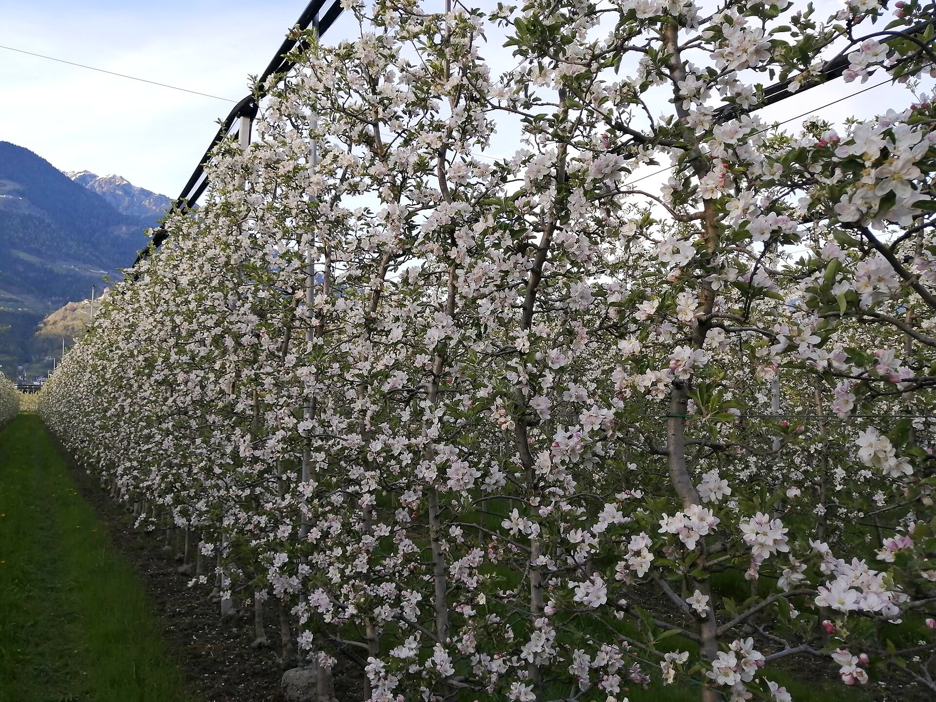Apfelblüte