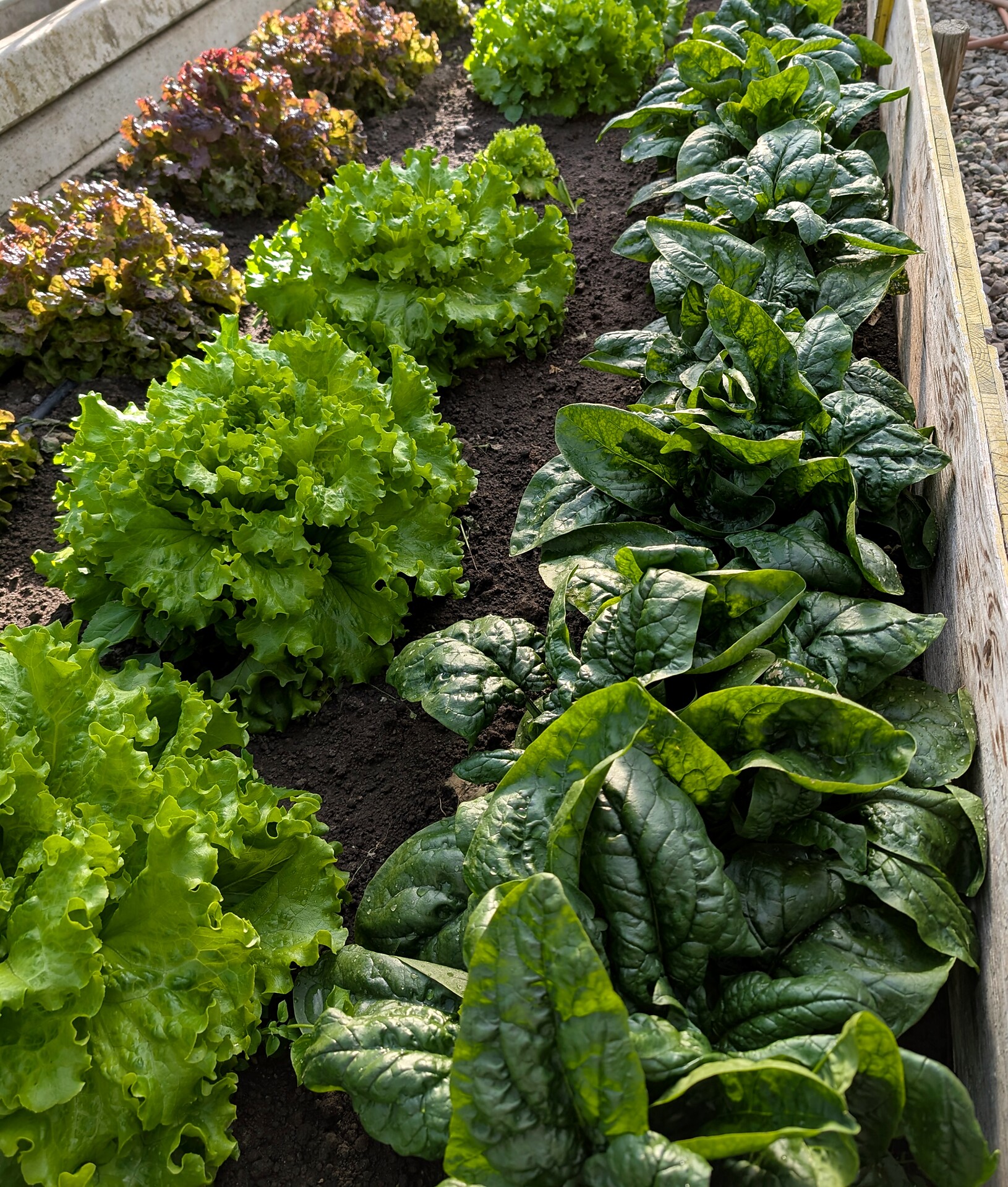 Gemüsegarten