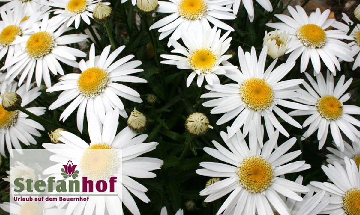 Stefanhof Brunico 14 suedtirol.info
