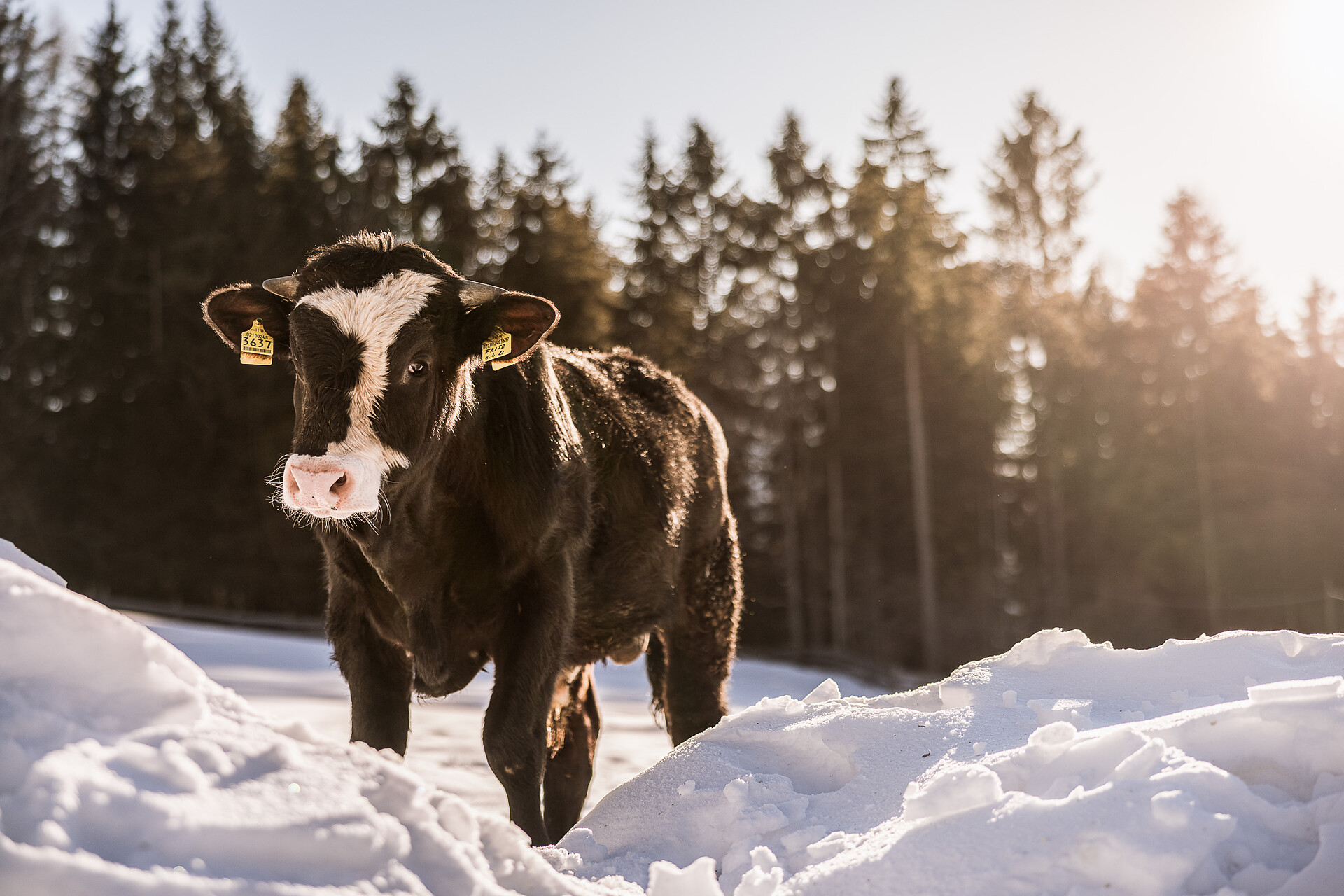 unser Kalb