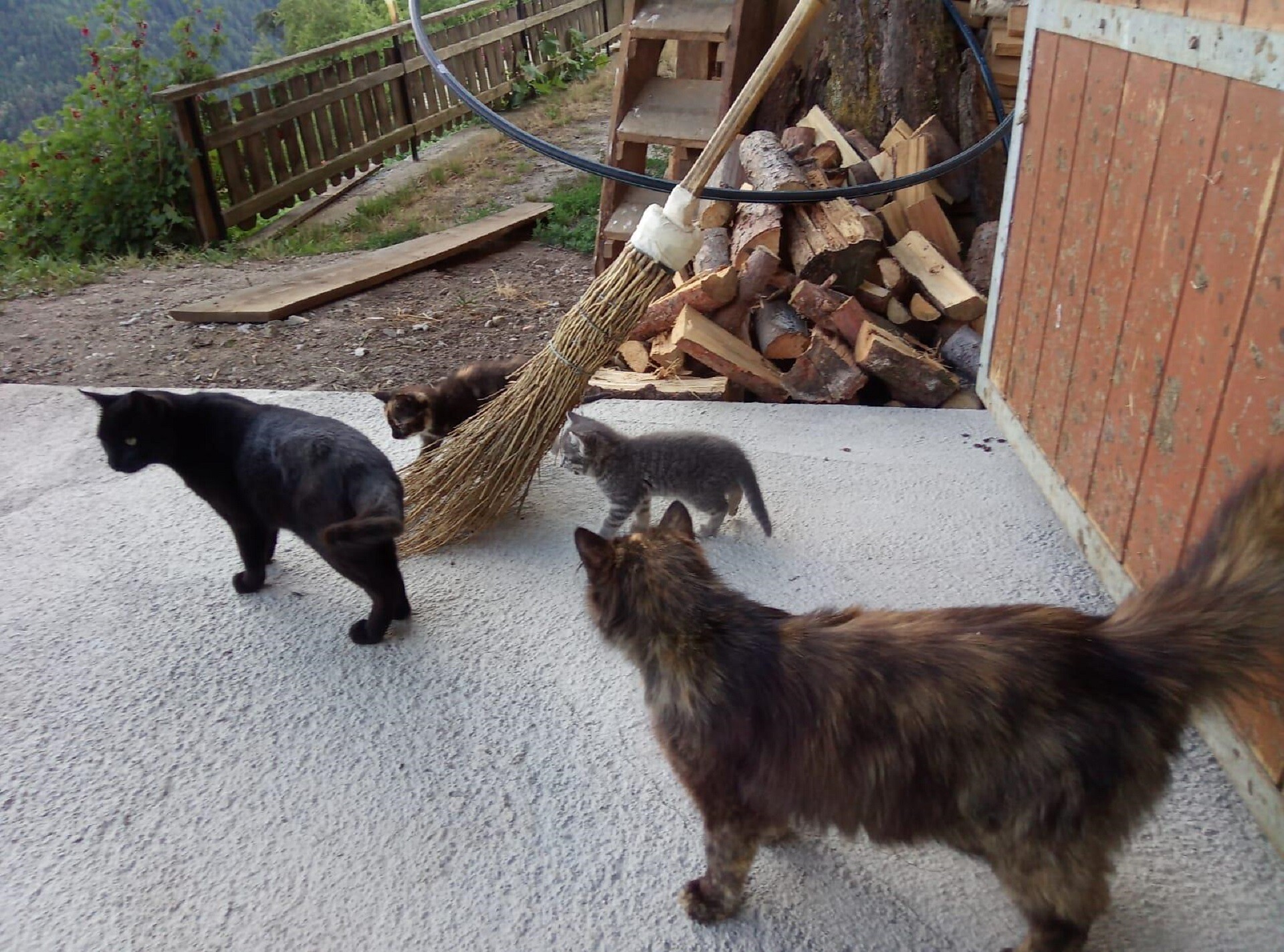 Tiere
