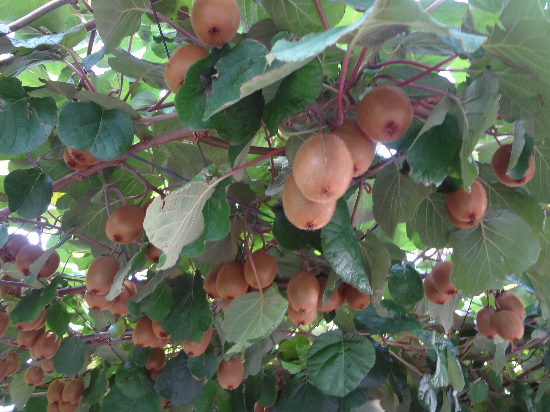 Kiwi