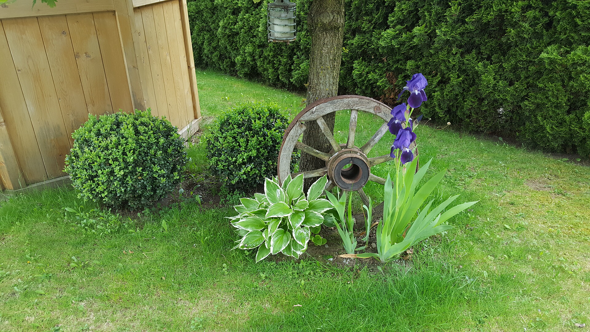 Blume