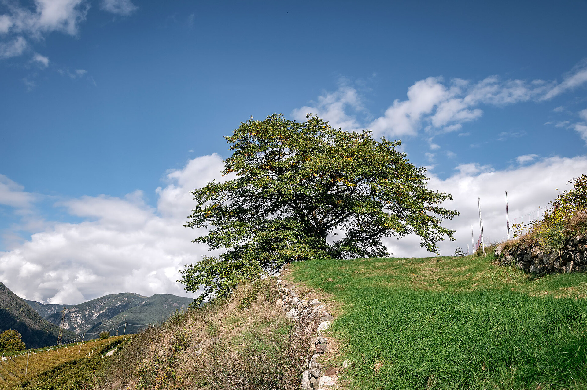 Steindlgut Brixen/Bressanone 31 suedtirol.info