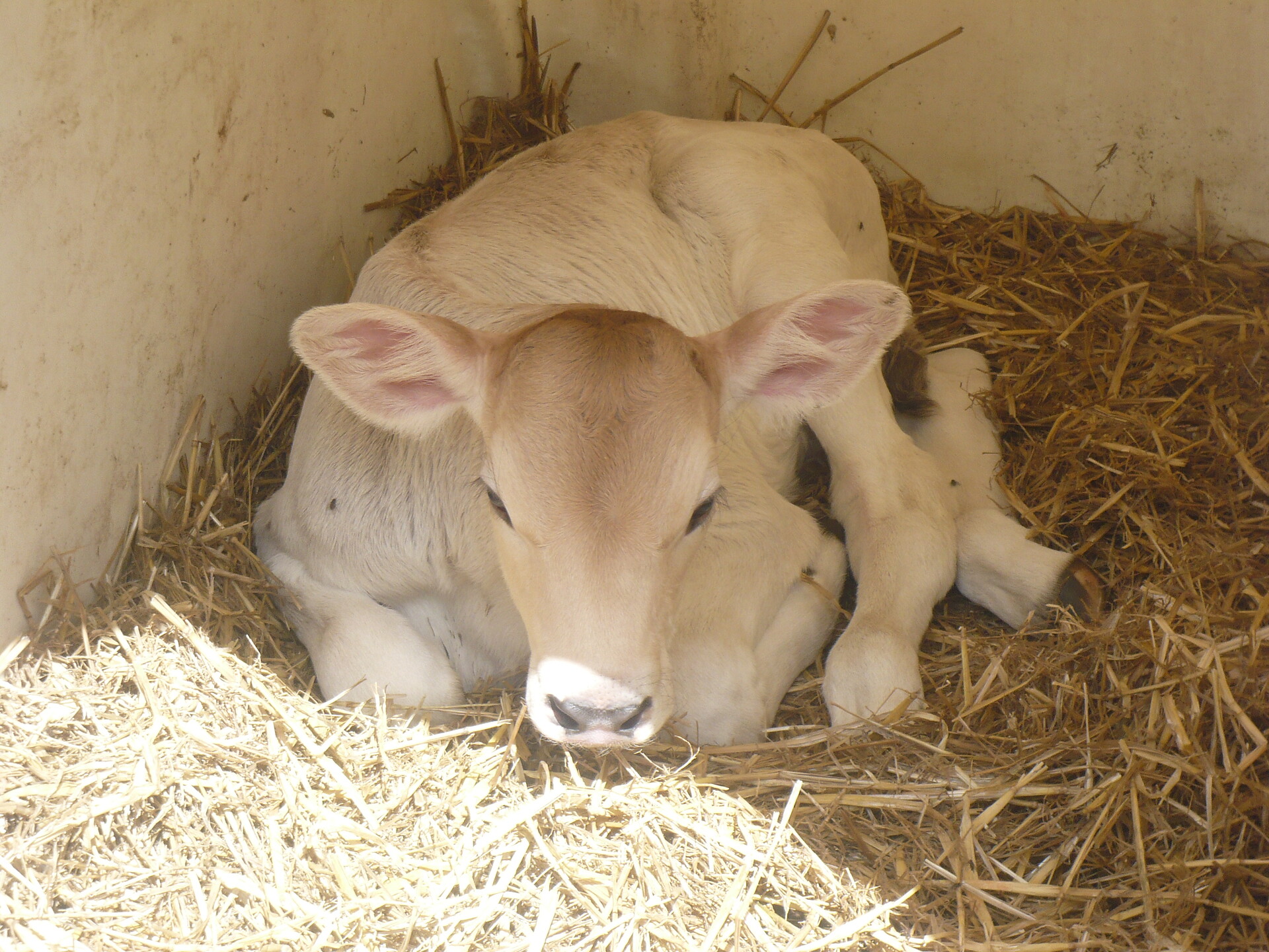 animali sul Schenkerhof