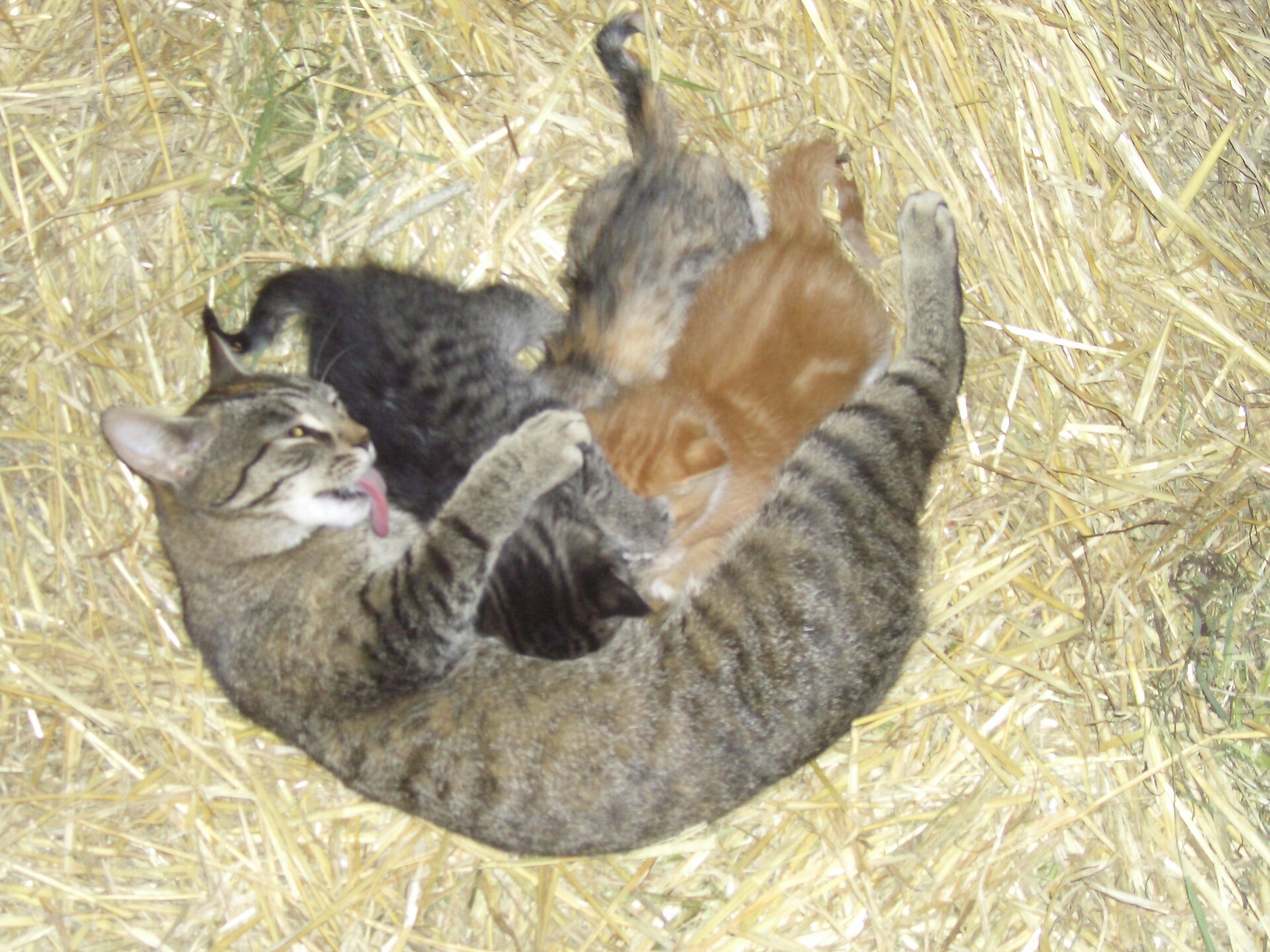 animali sul Schenkerhof