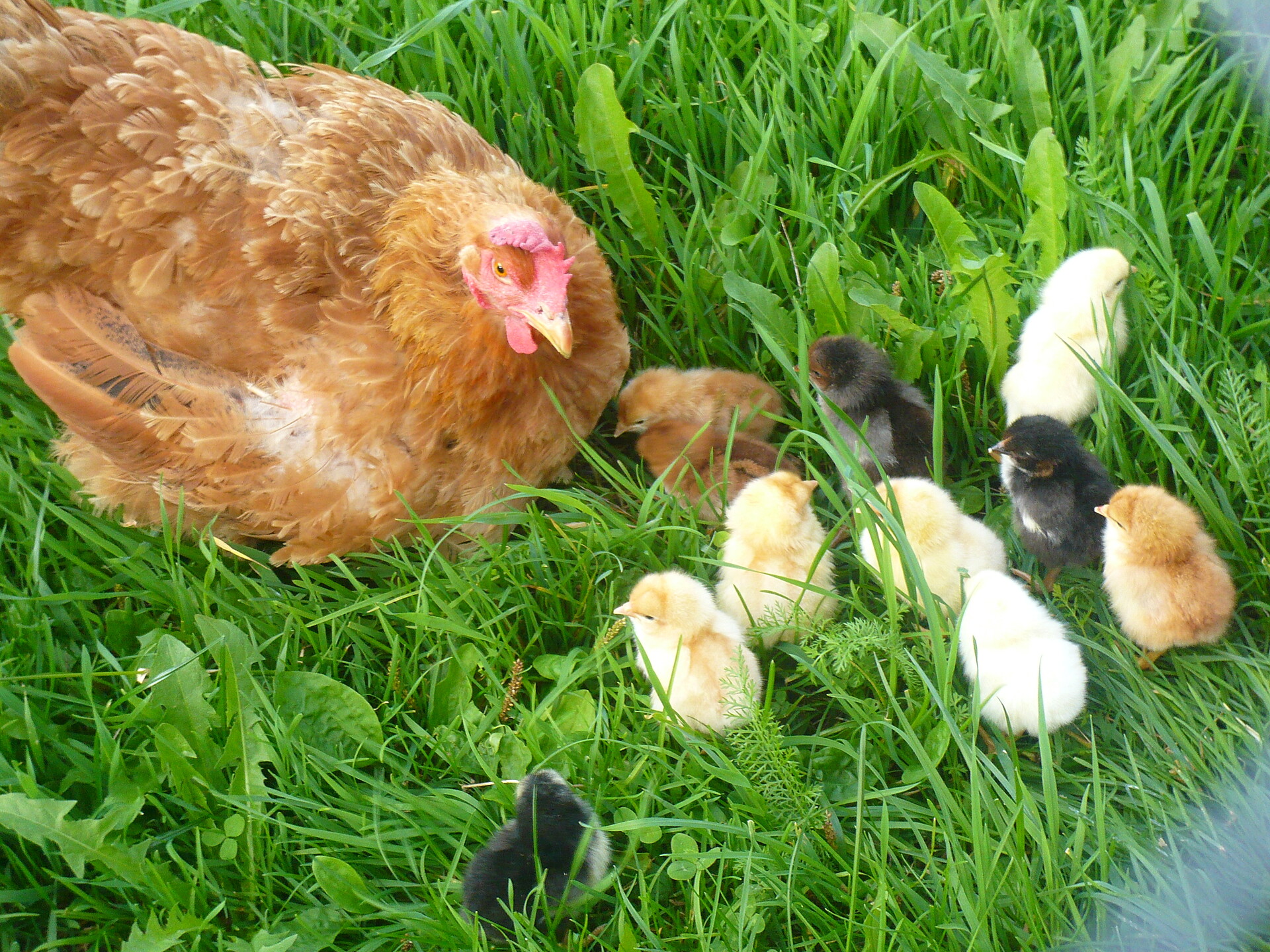 animali sul Schenkerhof