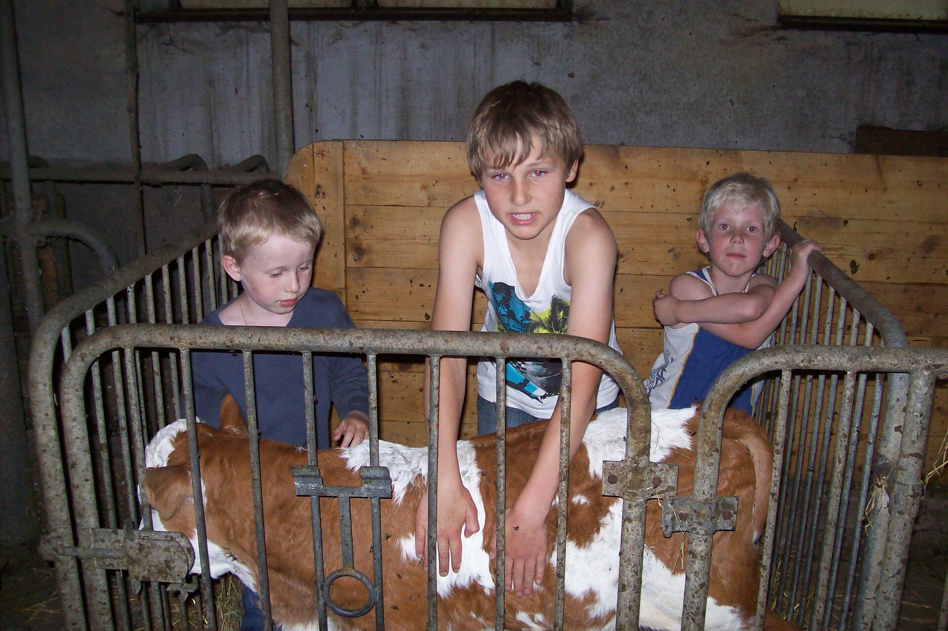 children with the calf