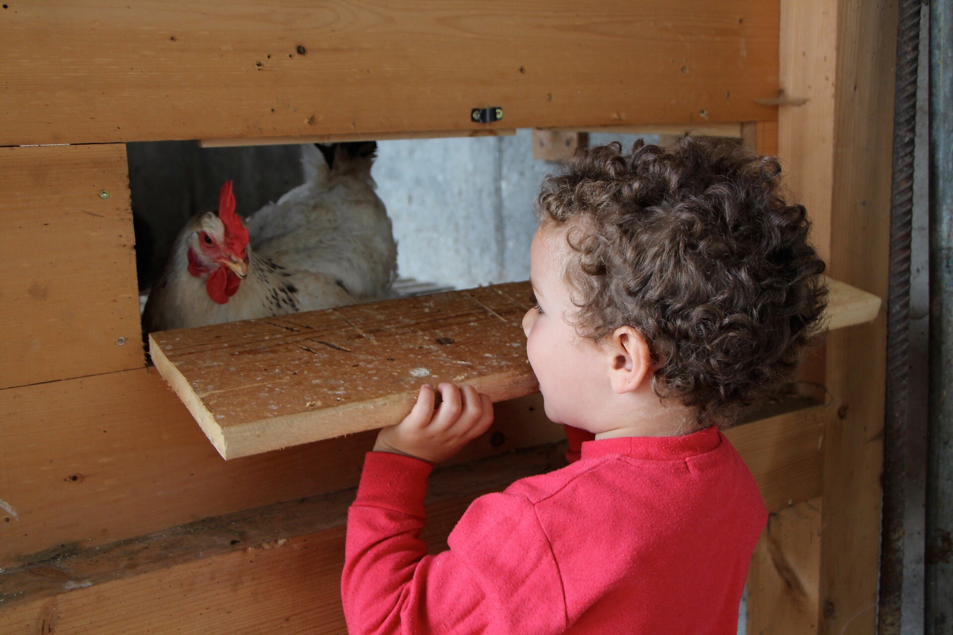 chicken coop