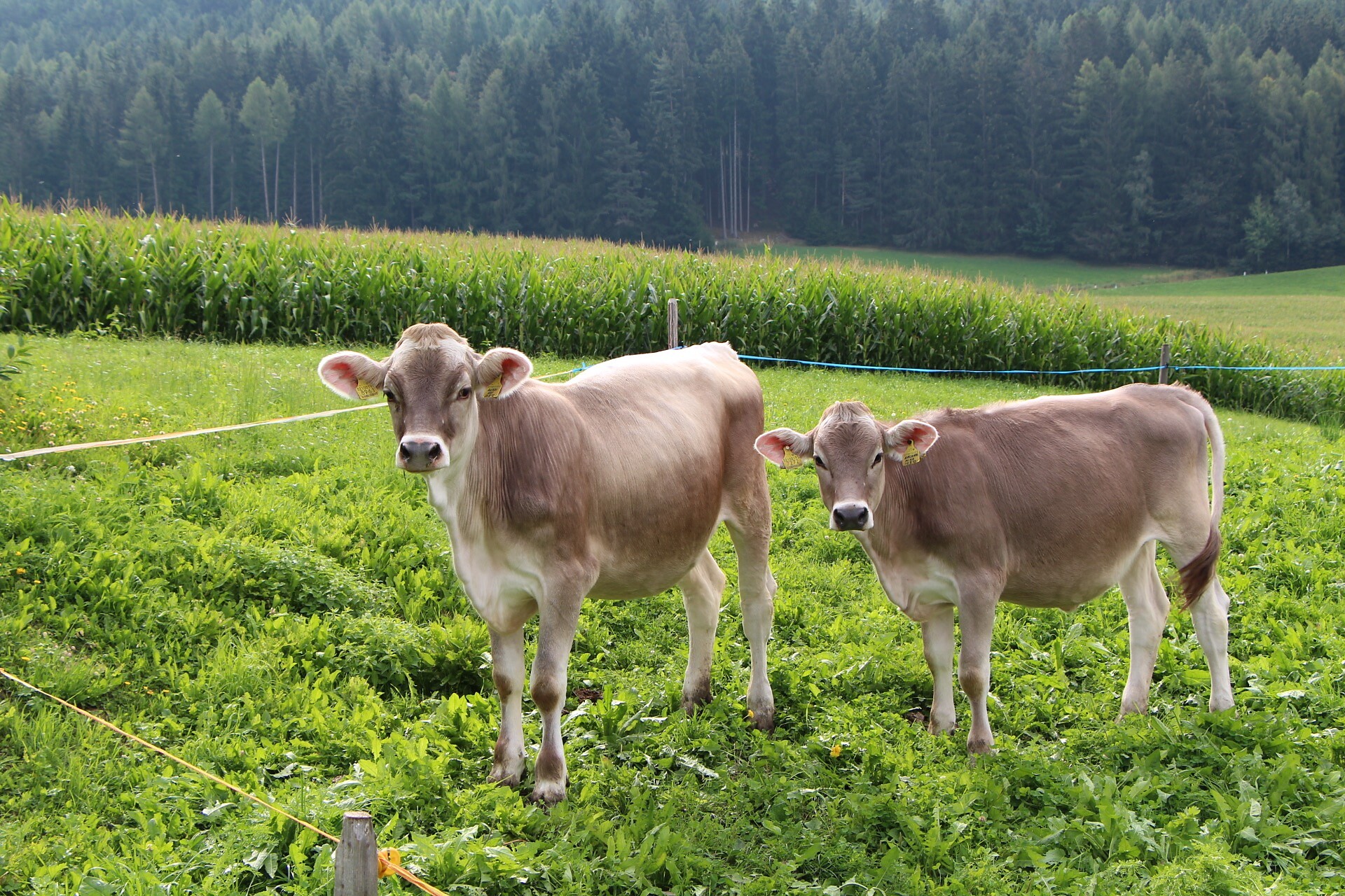 Cow