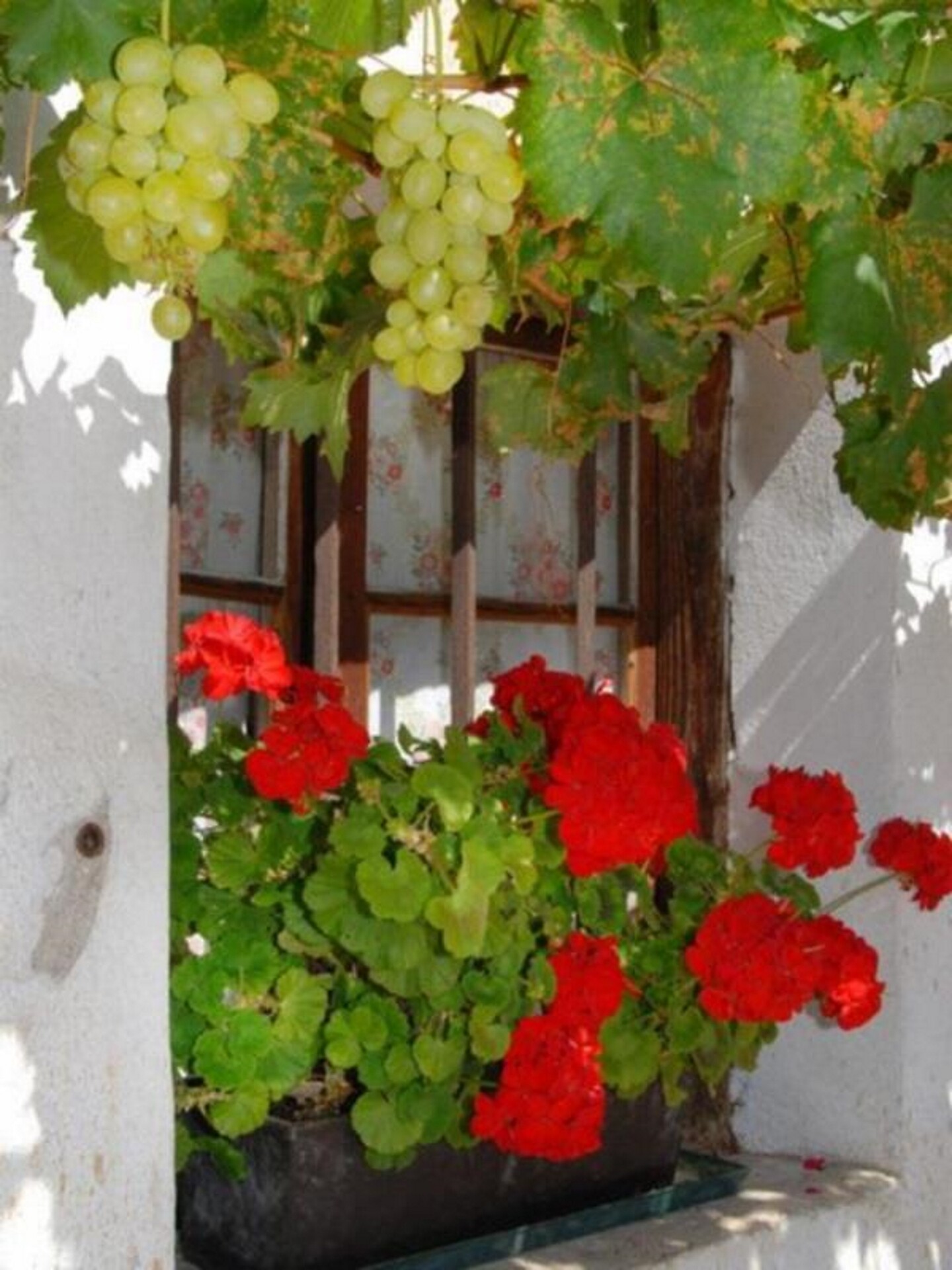 flowers make us happy