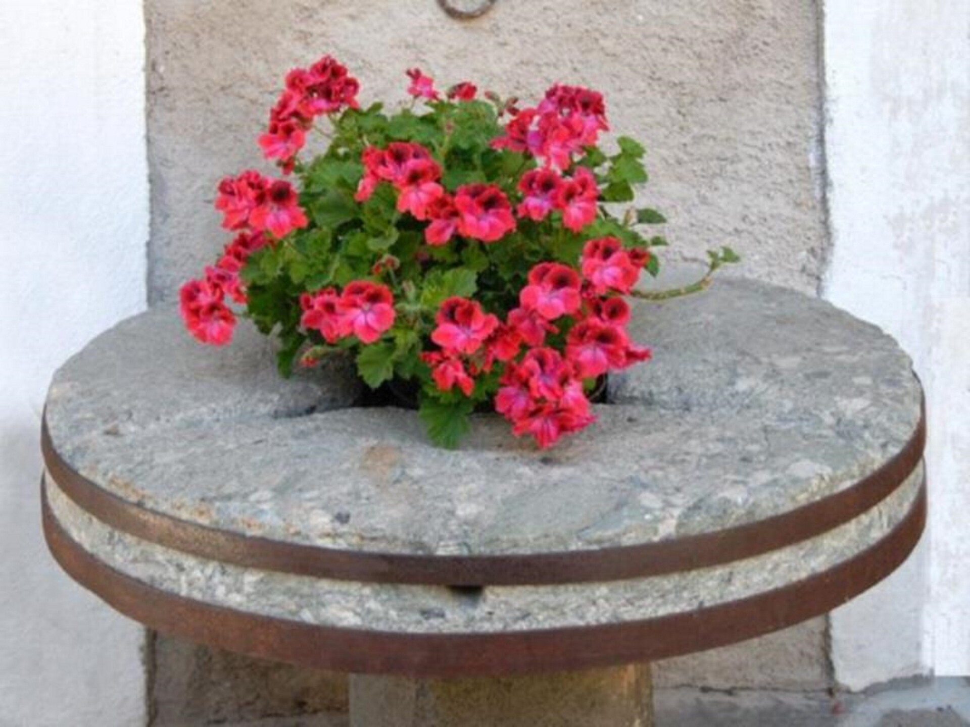 flowers infront of the house