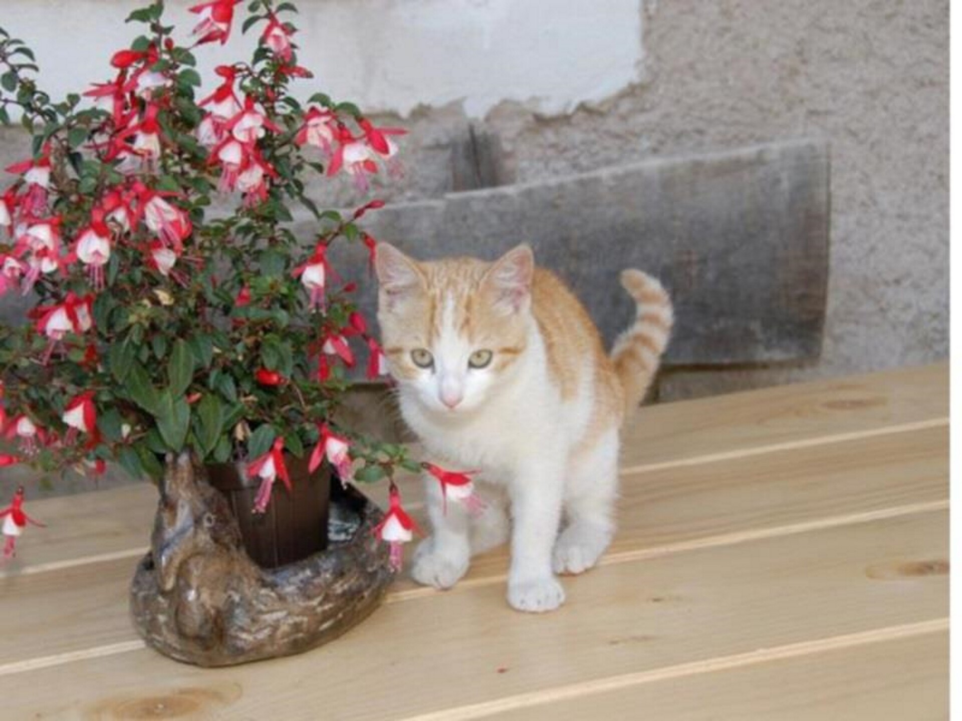 our little cats