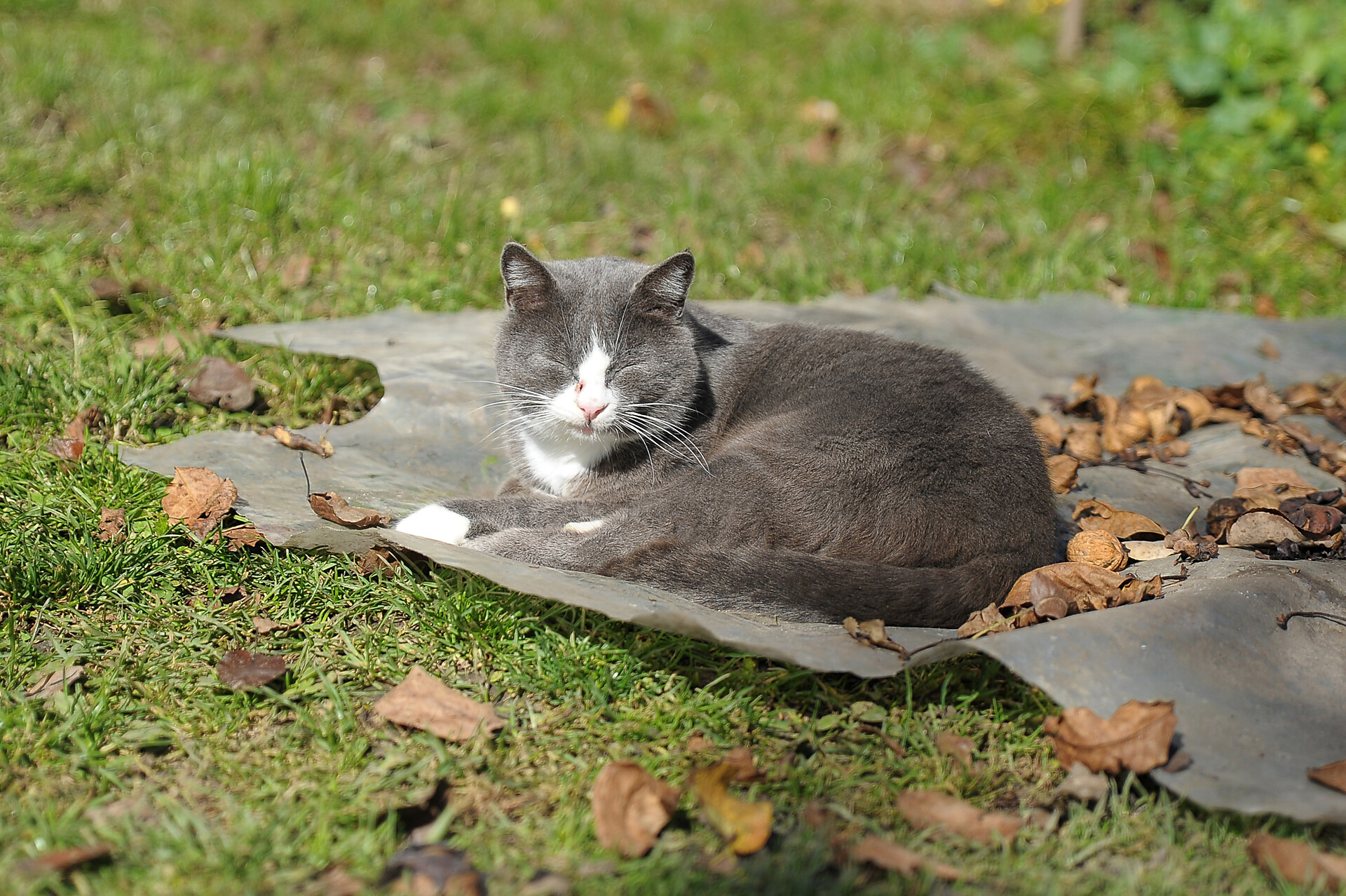 Katze