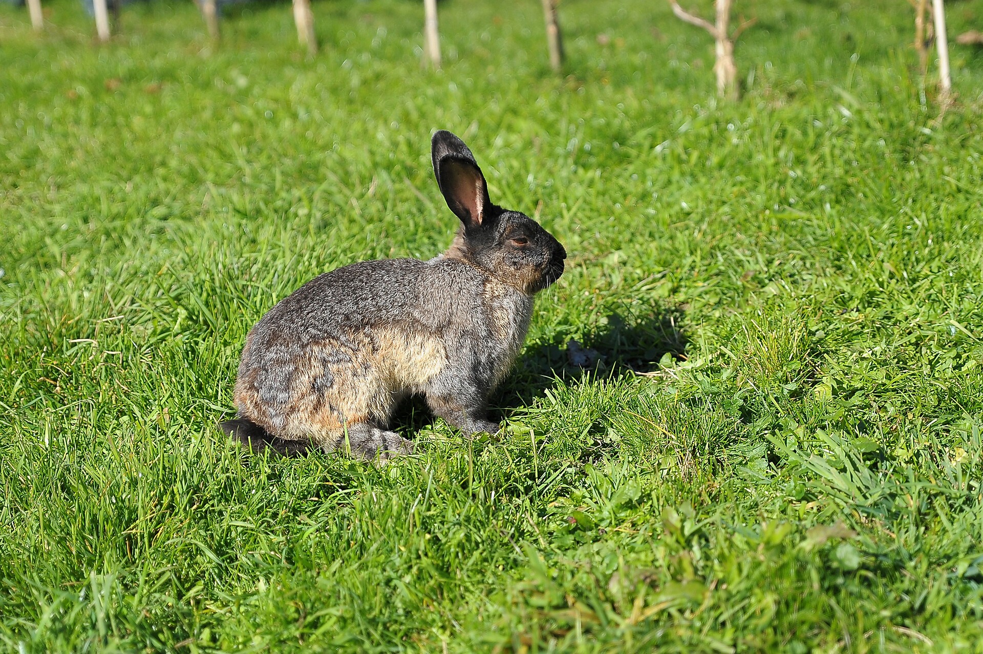 Hase