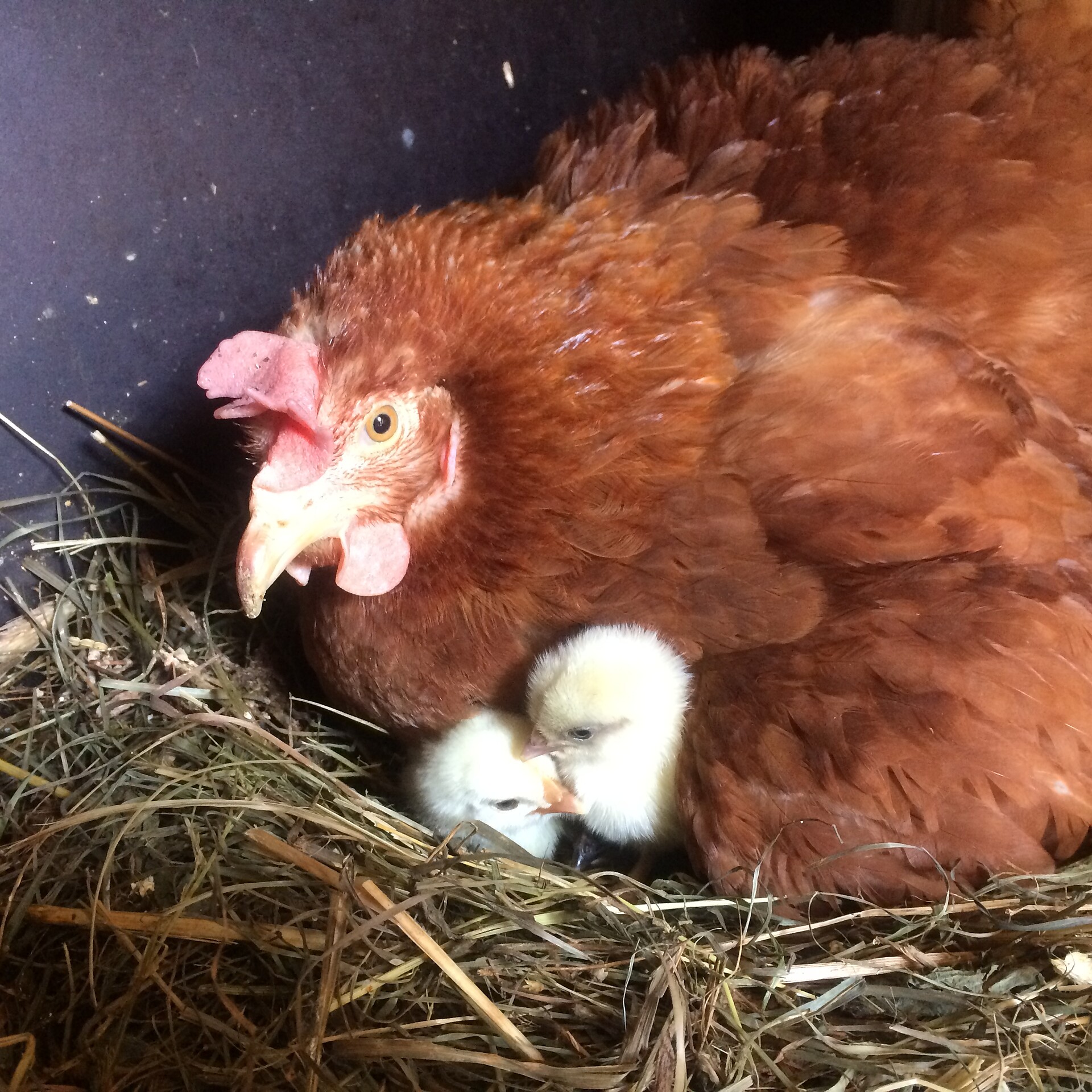 The chicks have just hatched.