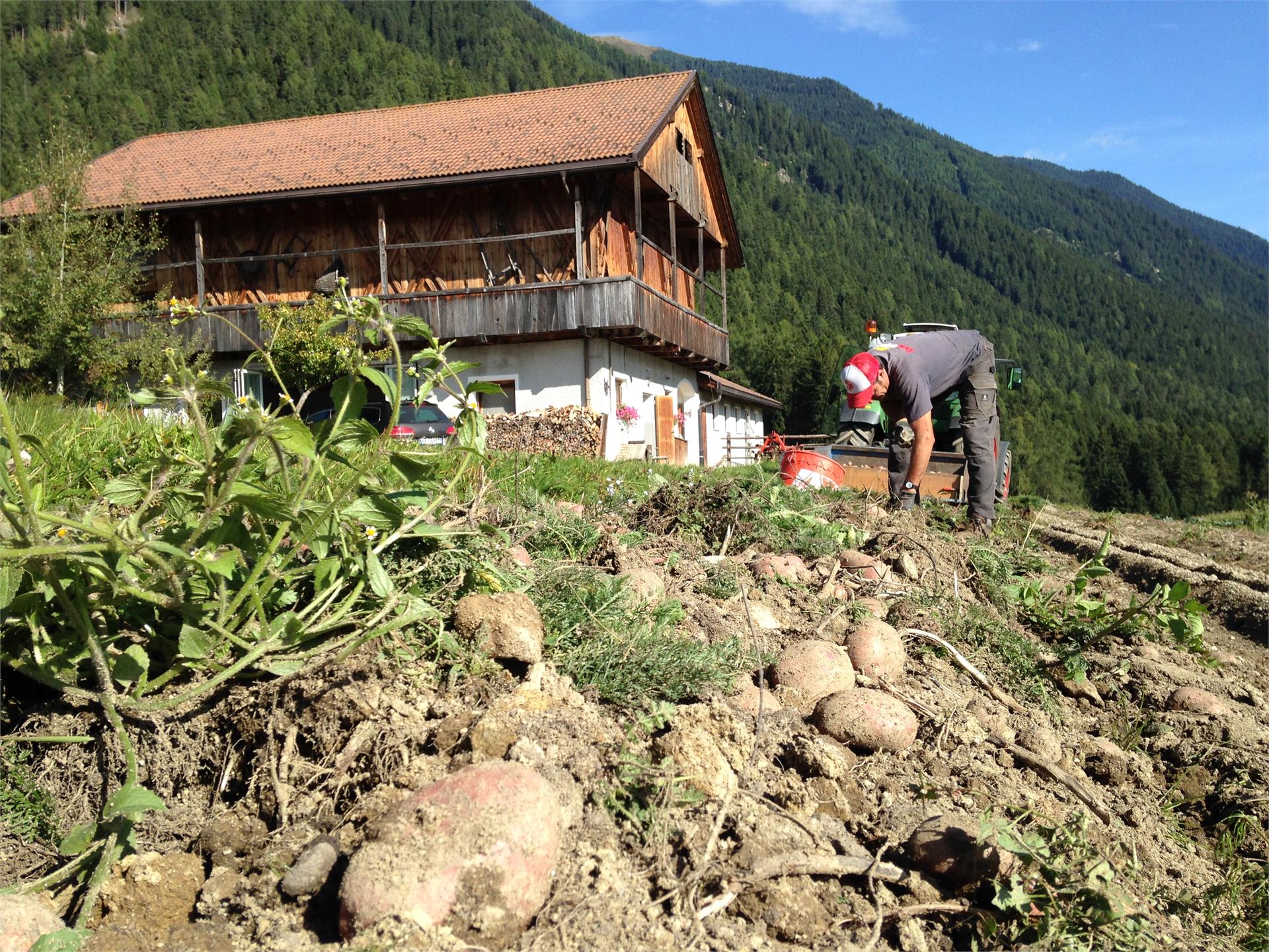 Schnapperhof Rasun Anterselva 10 suedtirol.info