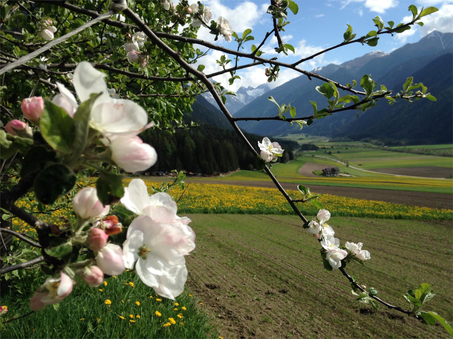 Schnapperhof Rasun Anterselva 6 suedtirol.info