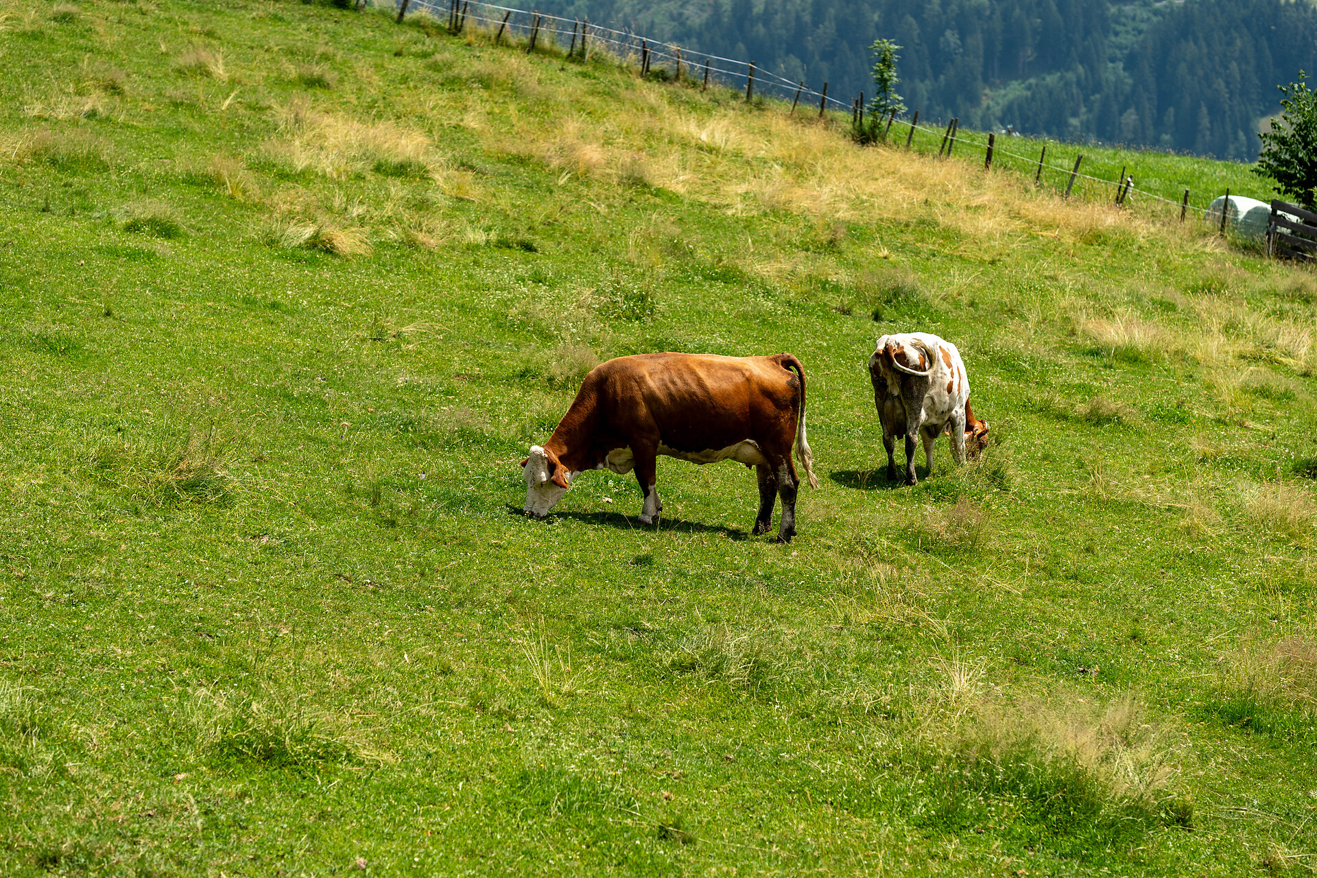 Stampferhof