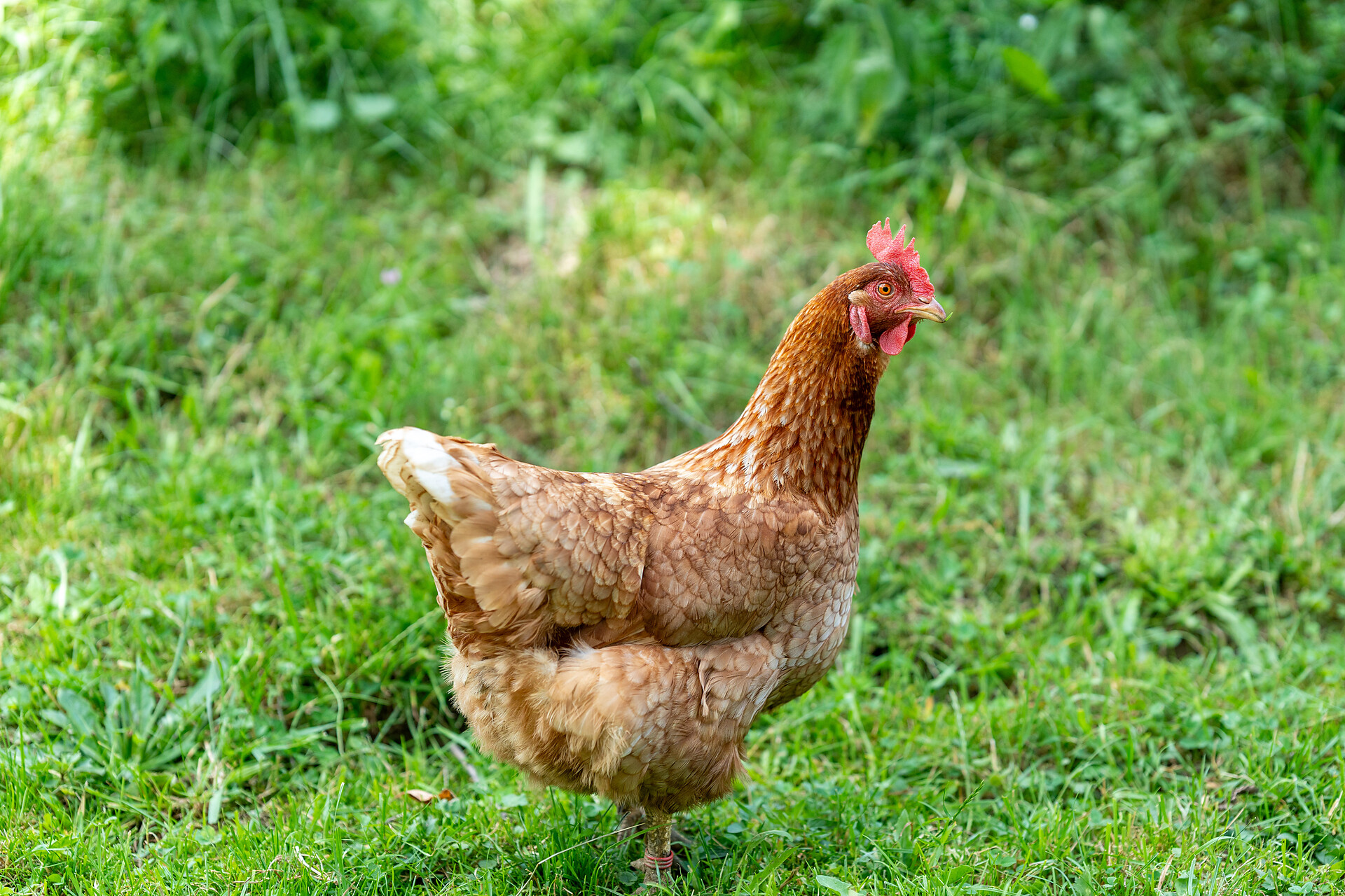 Stampferhof
