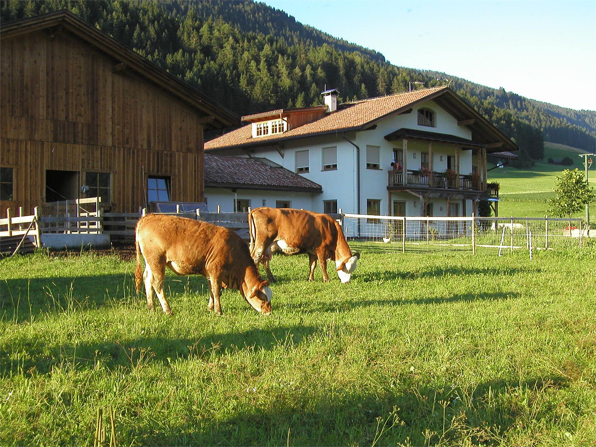 Stifterhof Niederdorf 10 suedtirol.info