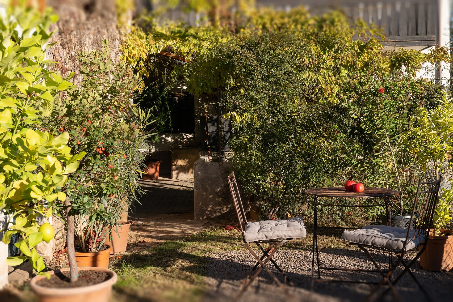 Garden